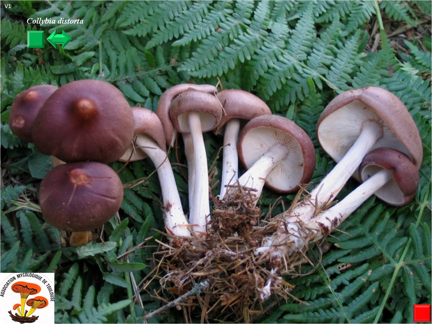 Collybia distorta