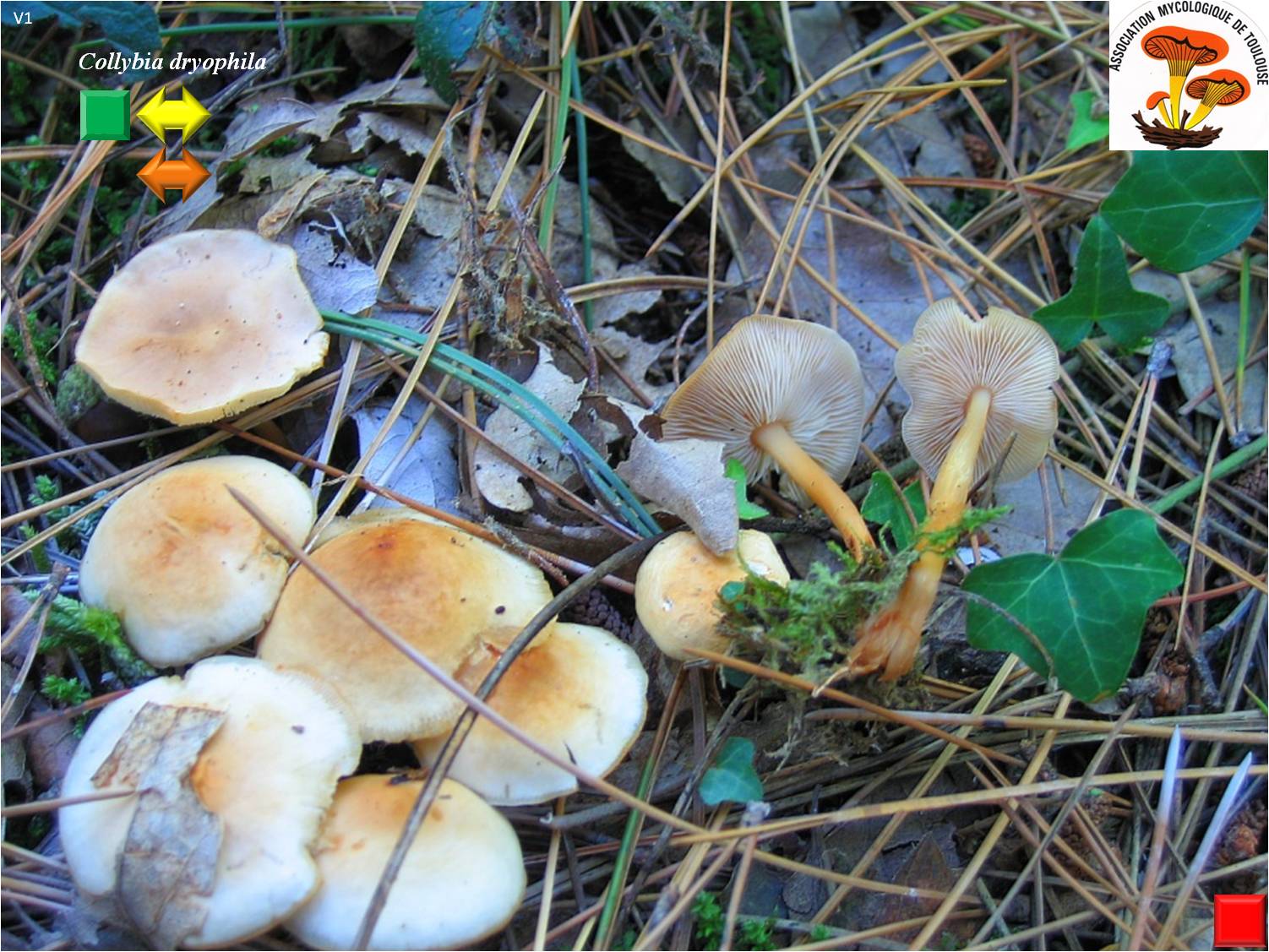 Collybia aquosa