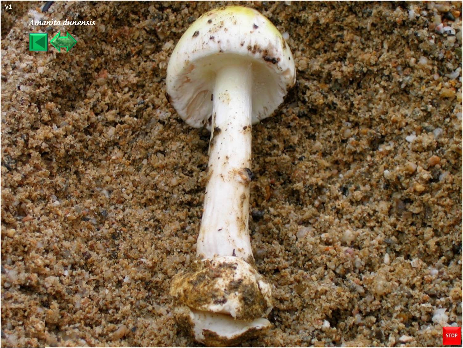 Amanita dunensis