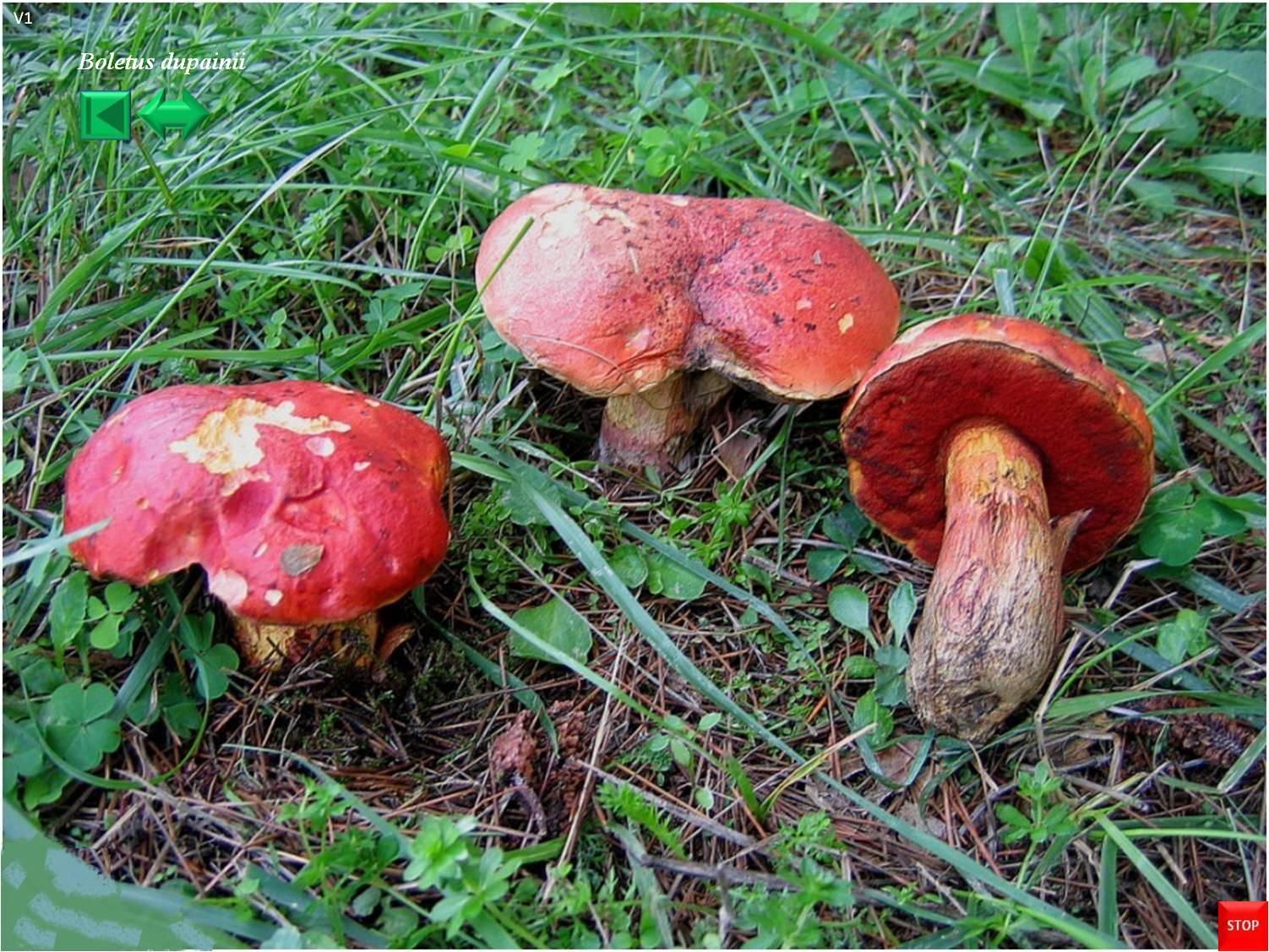 Boletus dupainii