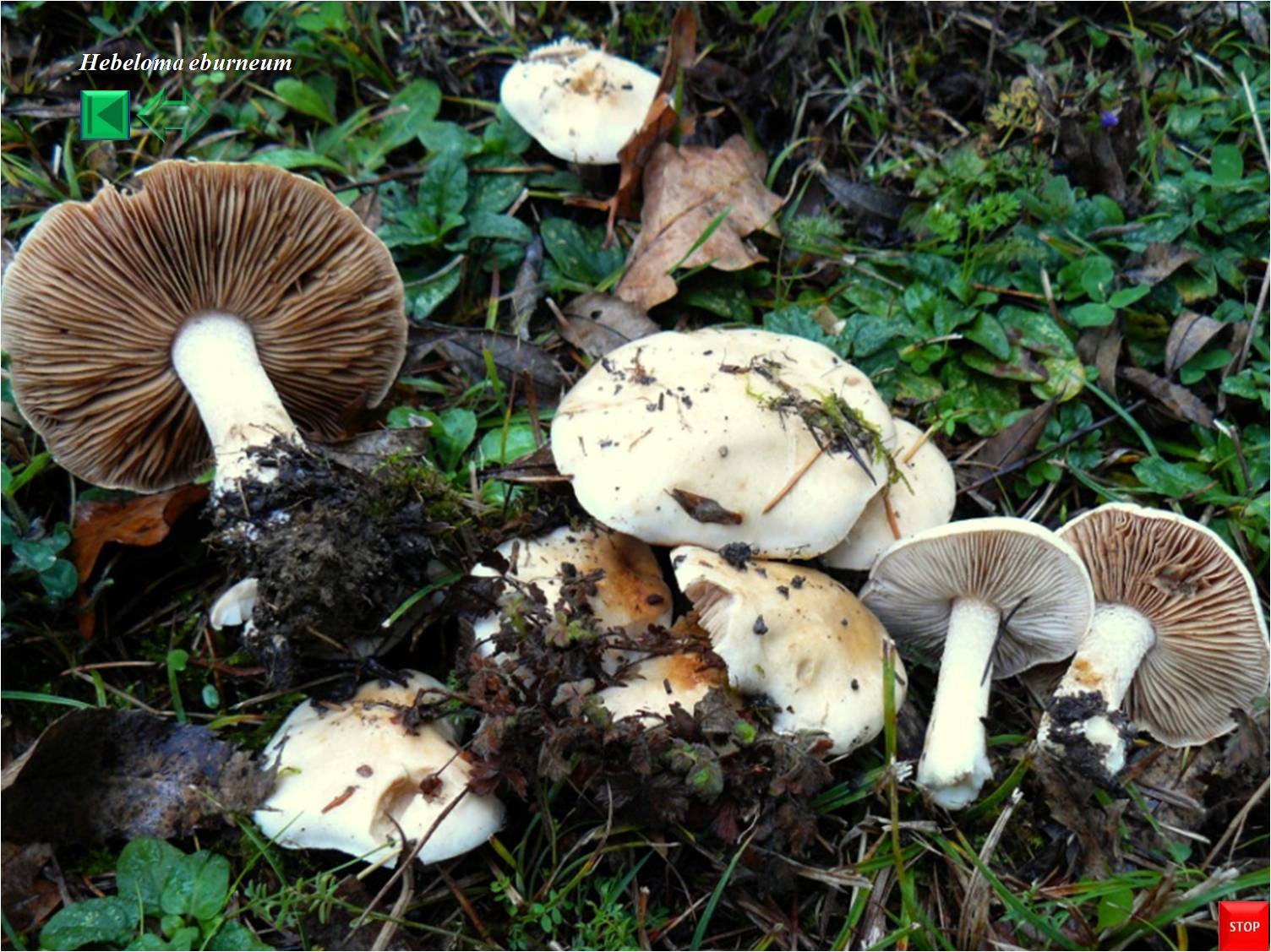 Hebeloma eburneum