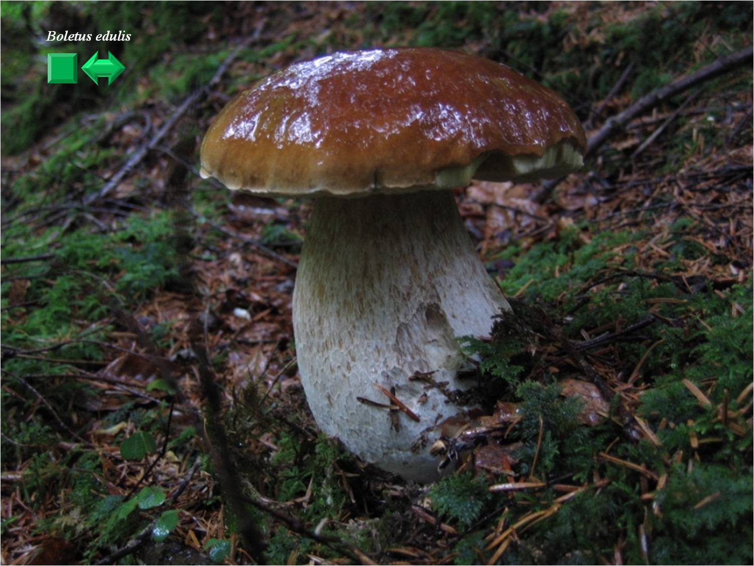 Boletus aestivalis