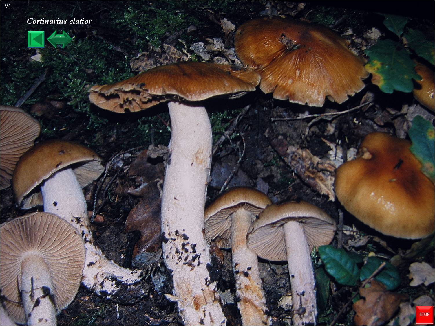 Cortinarius elatior