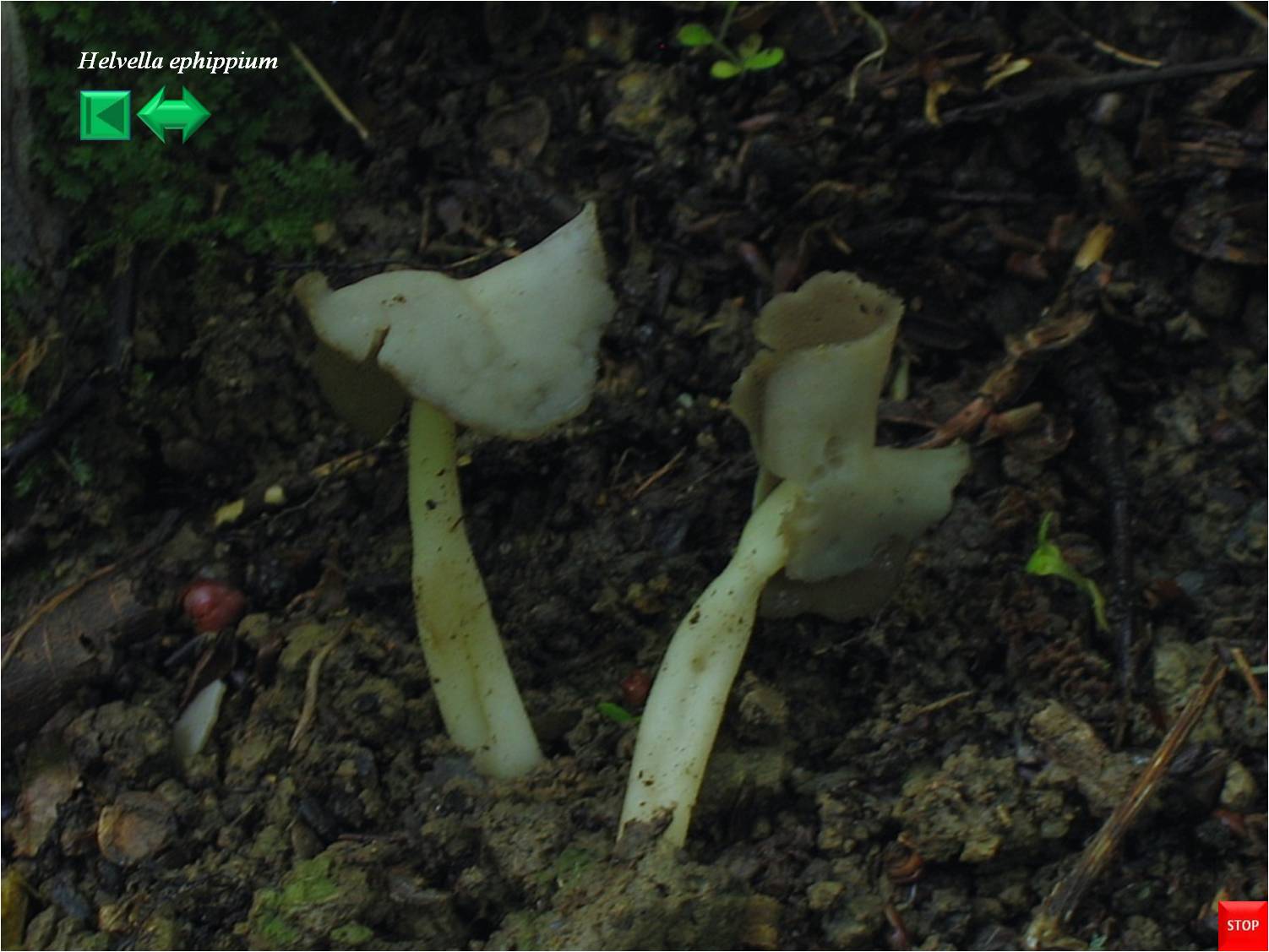 Helvella ephippium