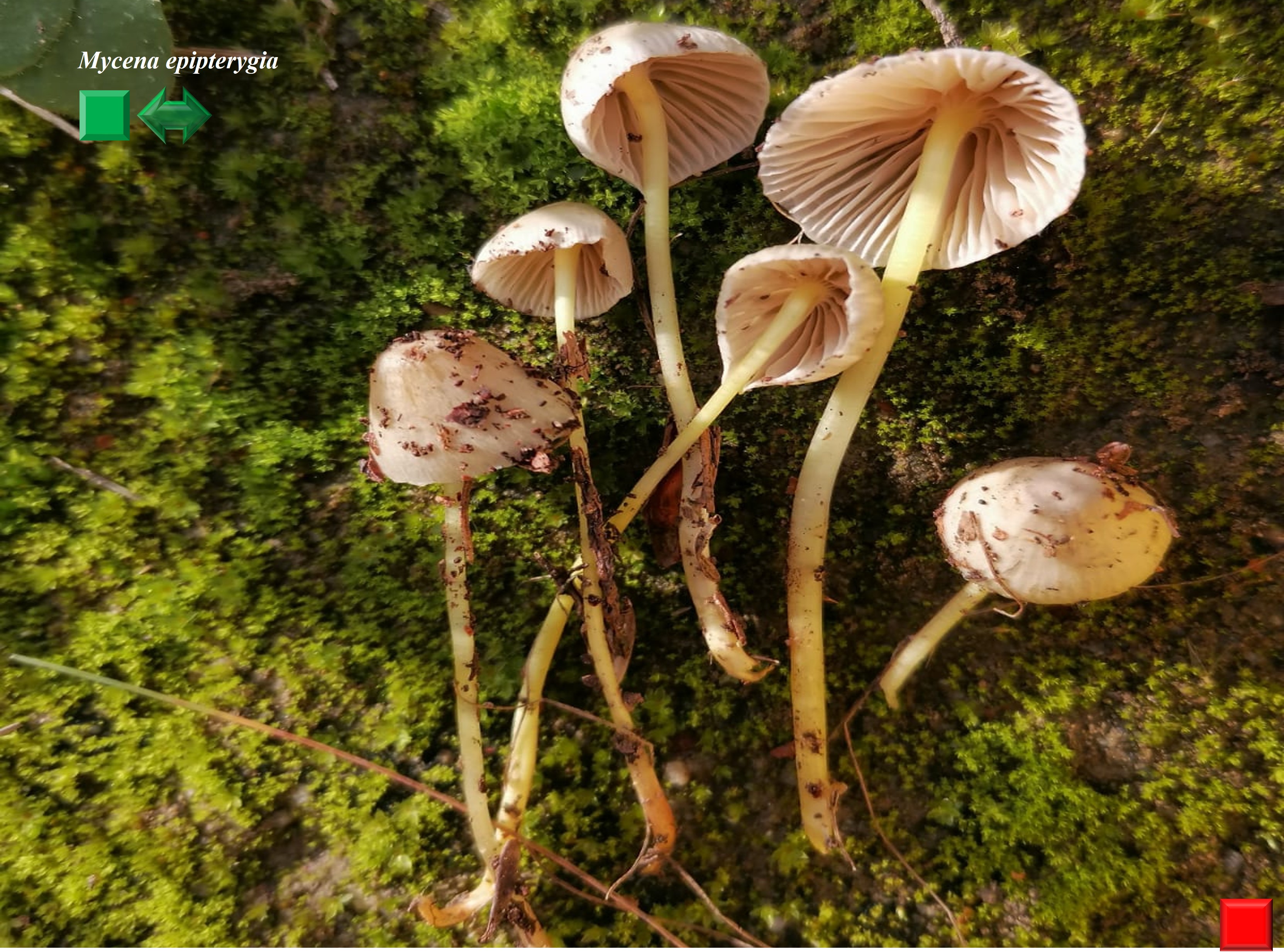 Mycena epipterygia
