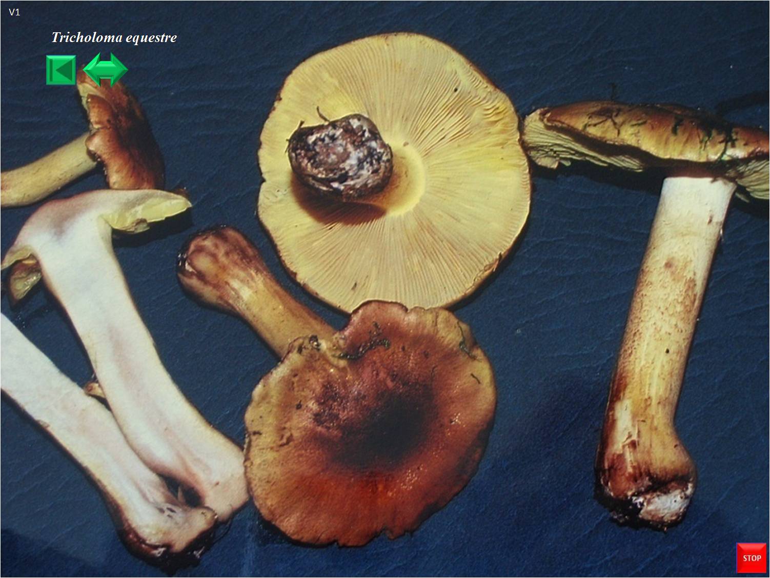 Tricholoma equestre