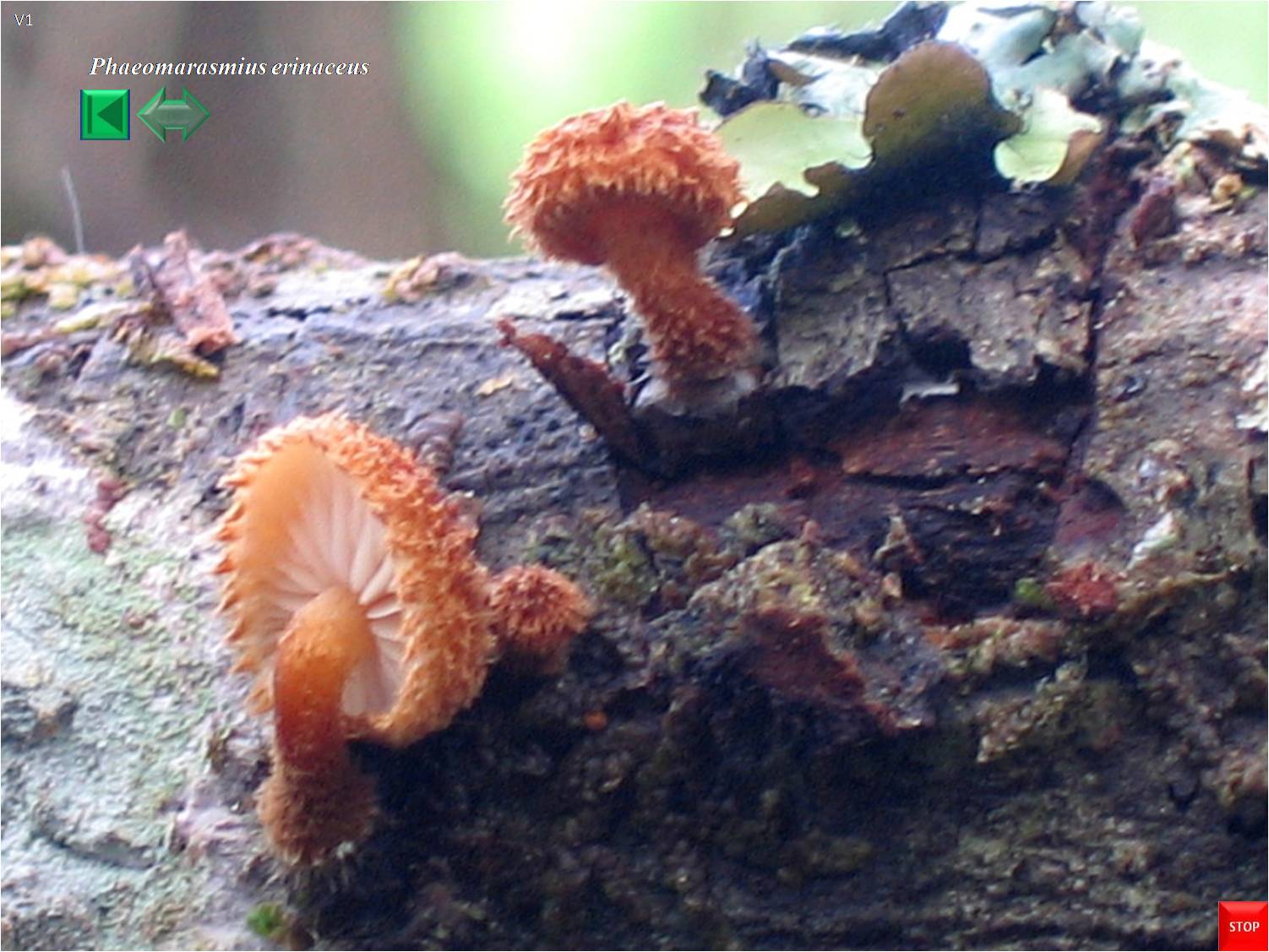 Phaeomarasmius erinaceus