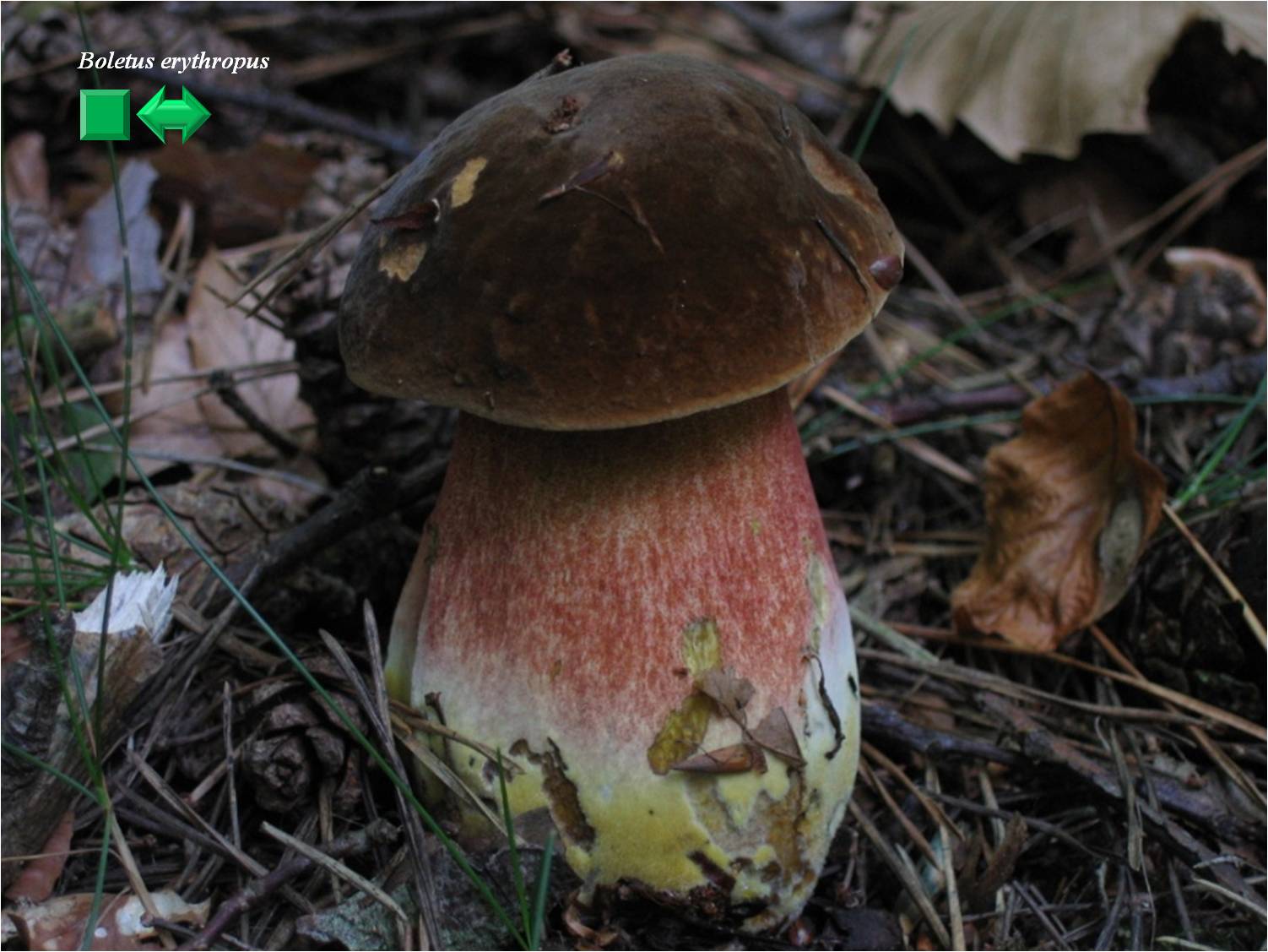 Boletus erythropus