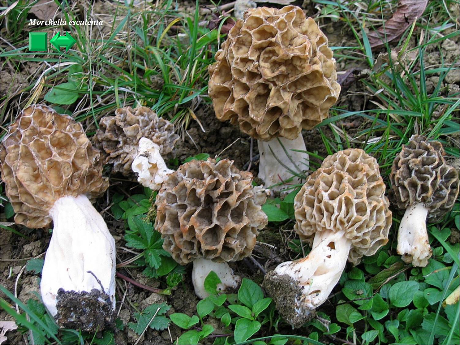 Morchella conica