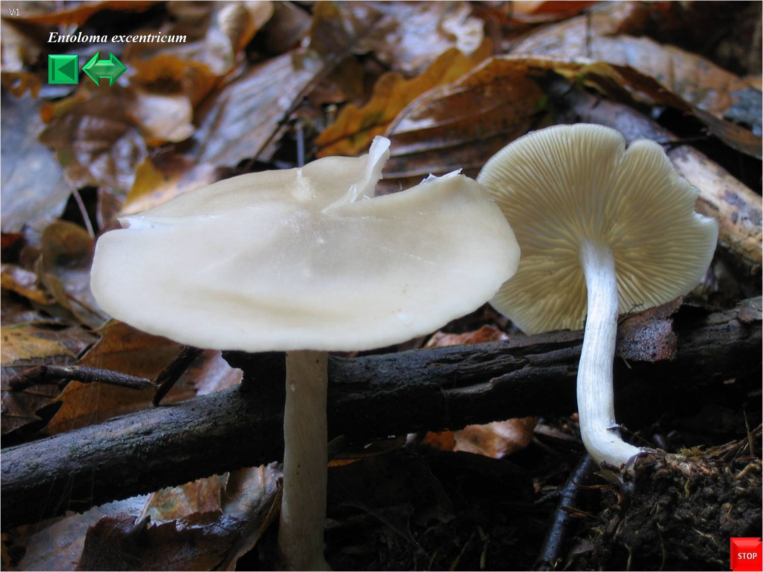 Entoloma excentricum