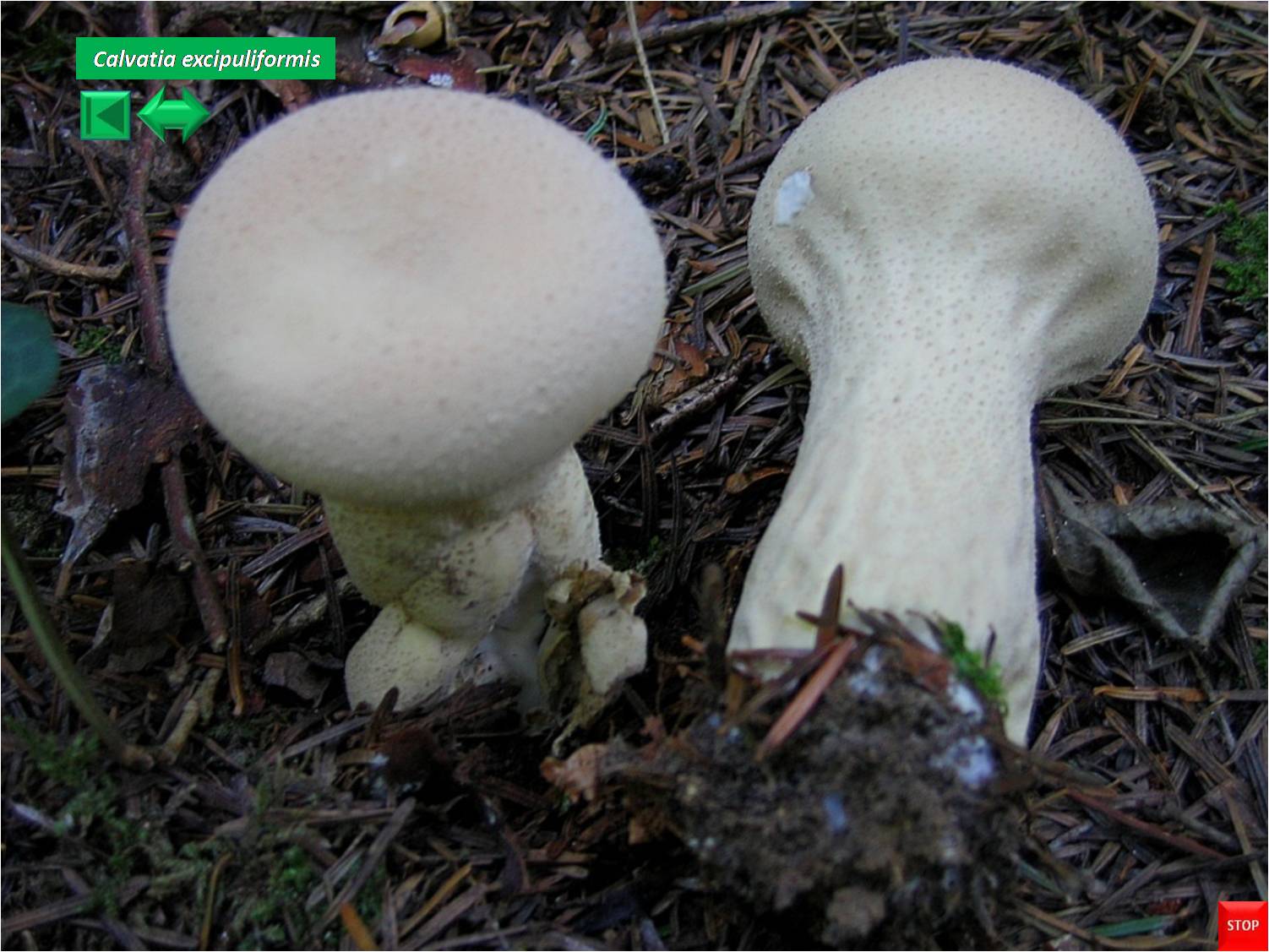 Calvatia excipuliformis
