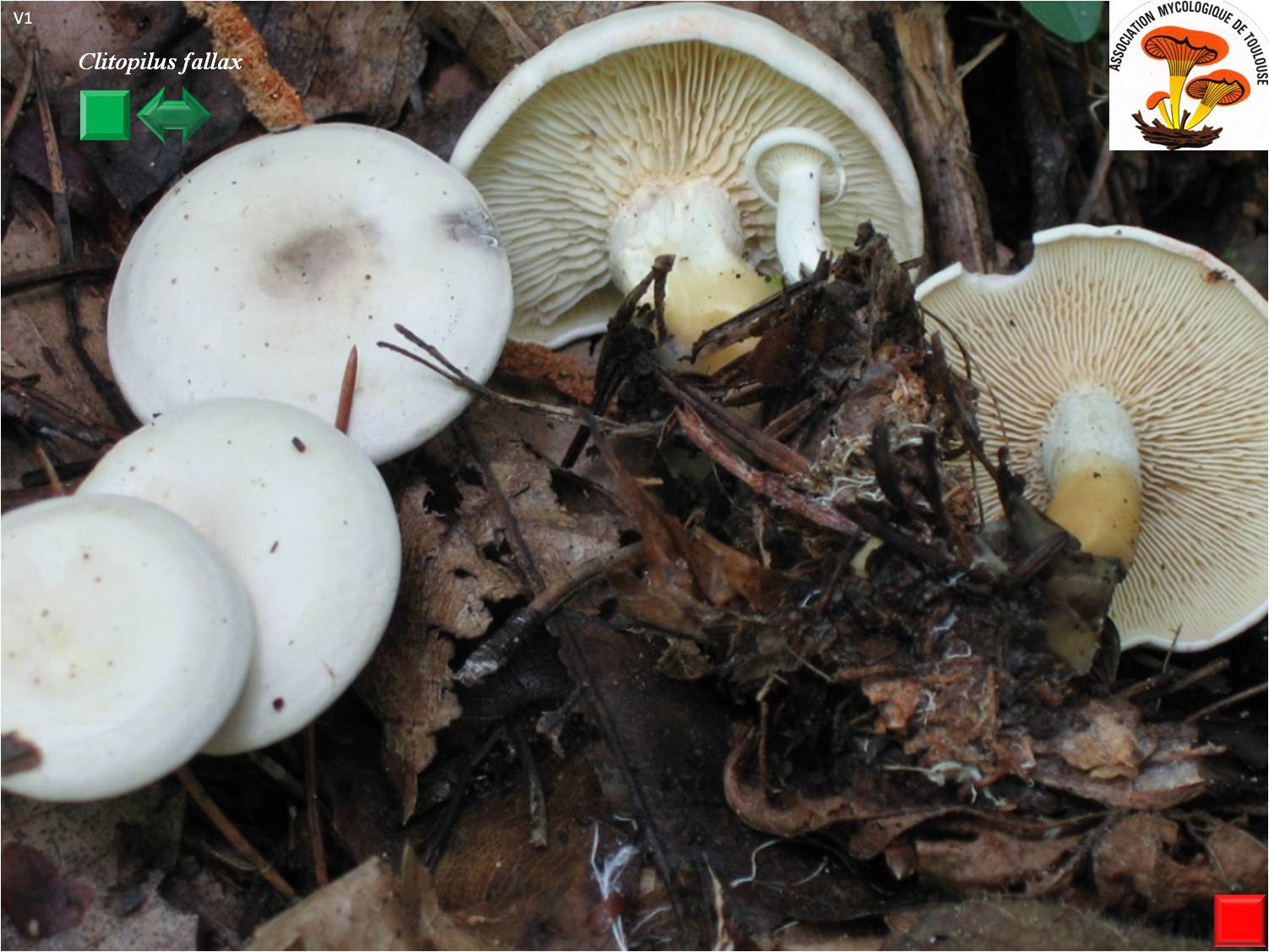 Rhodocybe fallax