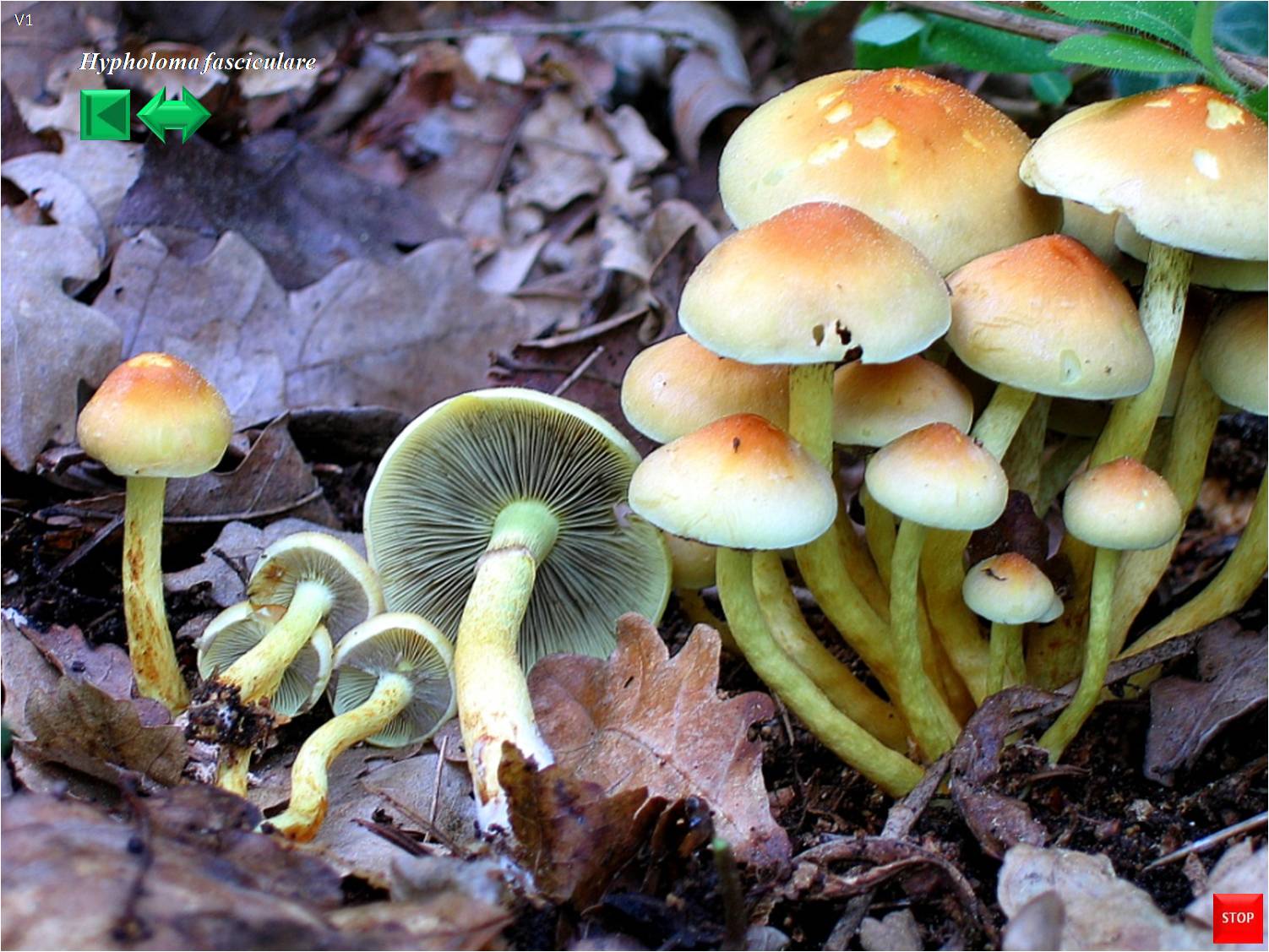Hypholoma fasciculare