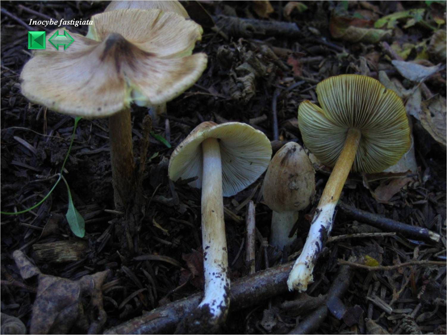 Inocybe fastigiata