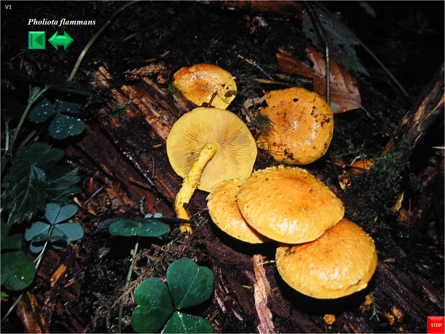 Pholiota limonella