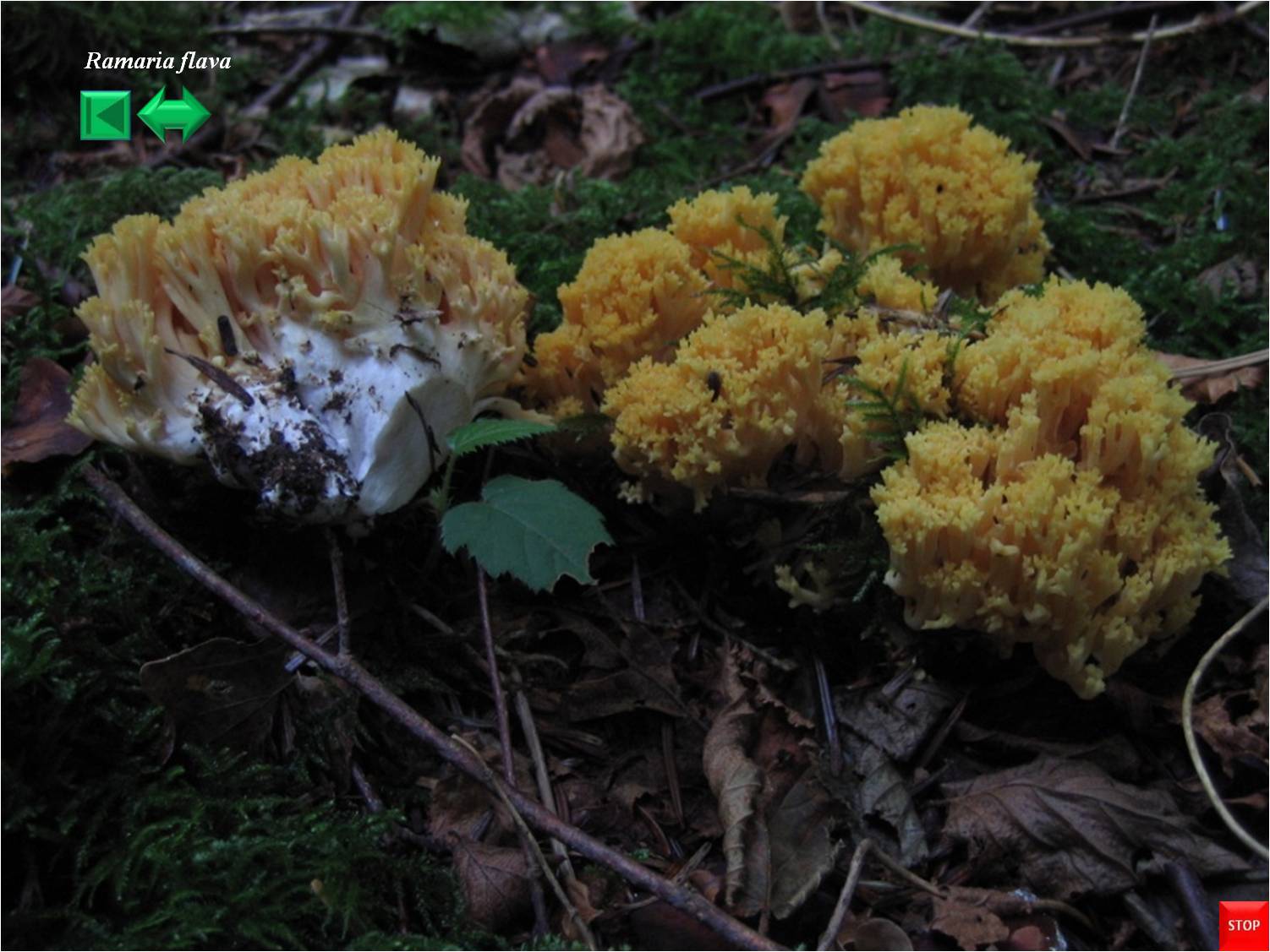 Ramaria flava