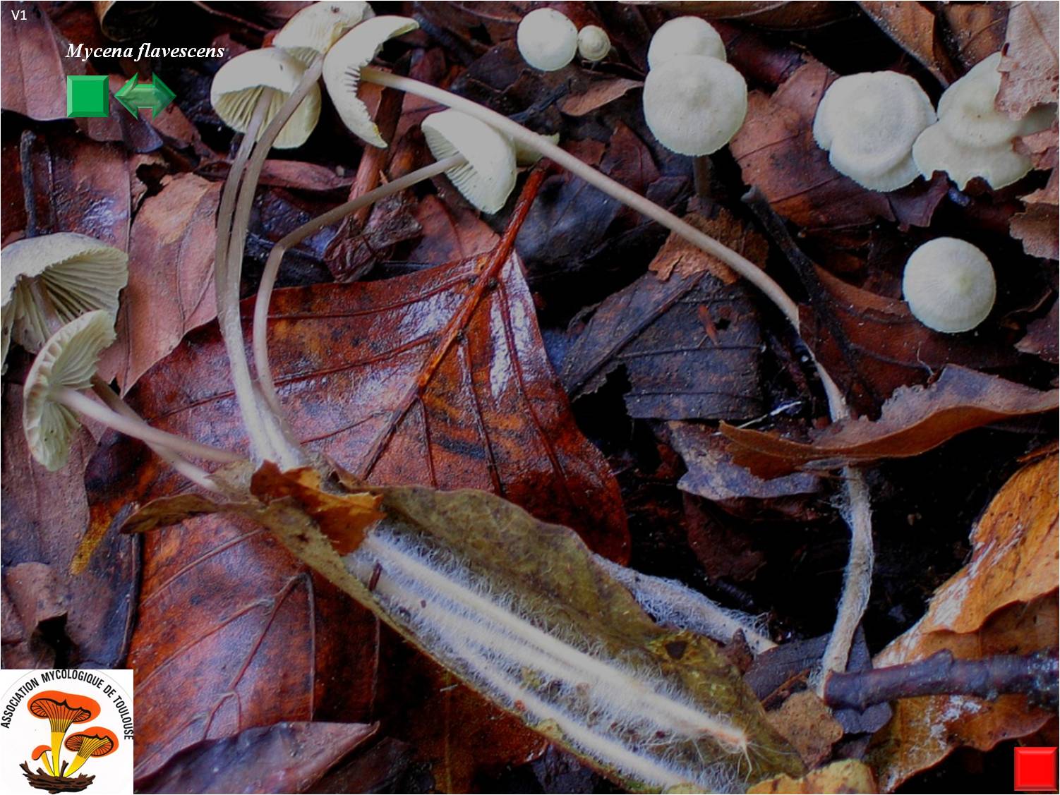 Mycena flavescens