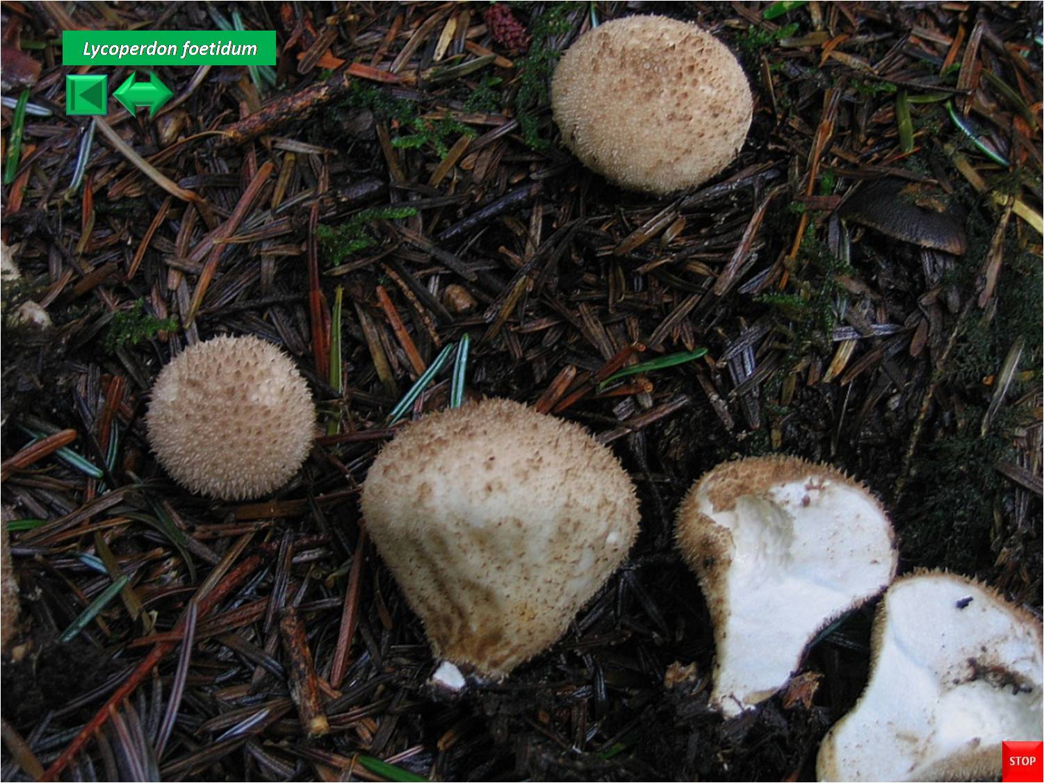 Lycoperdon echinatum