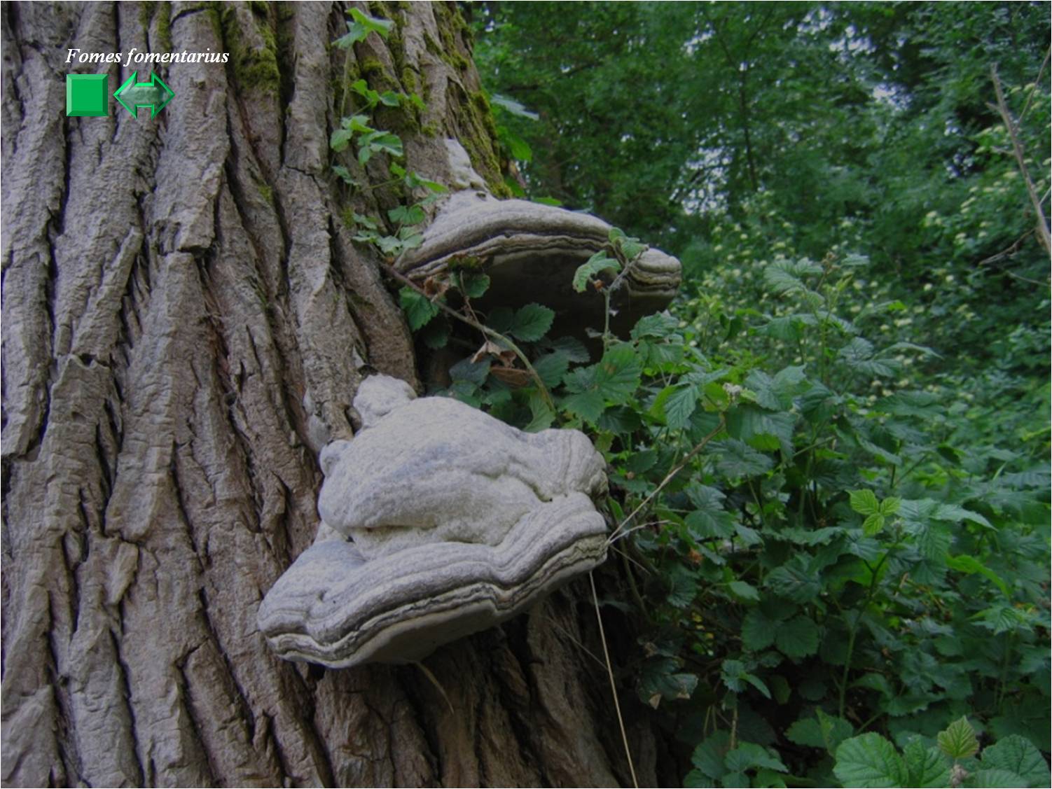 Fomes fomentarius