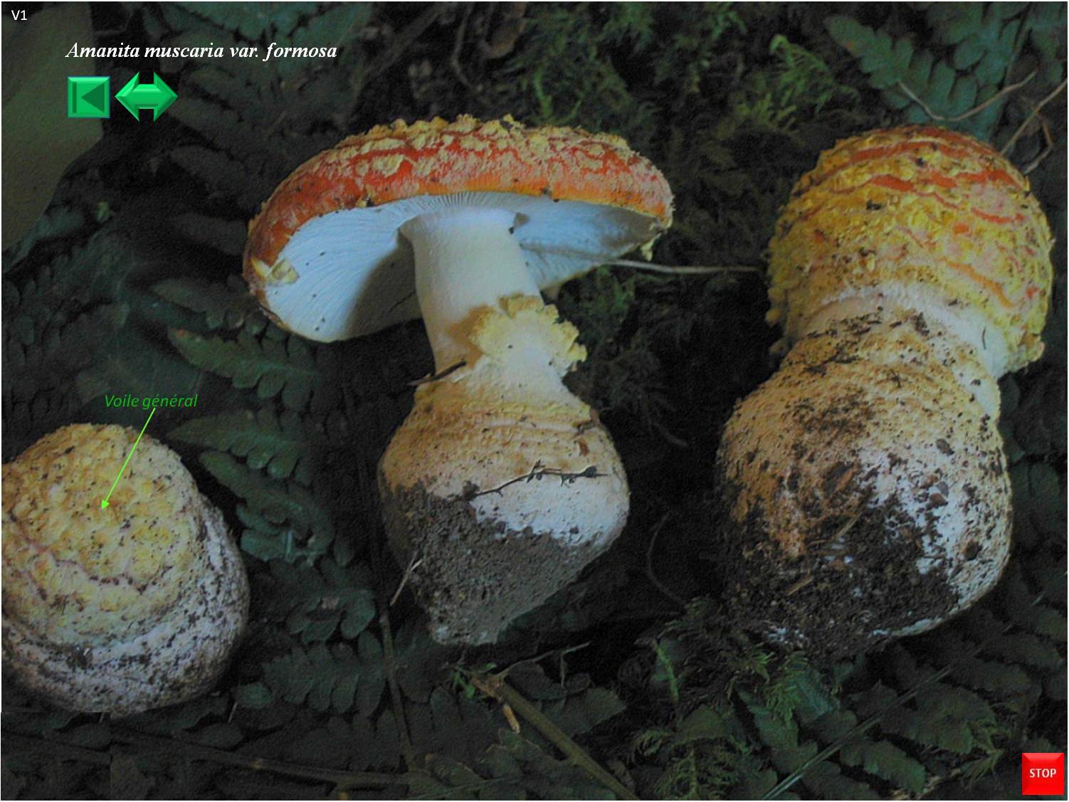 Ramaria botrytis