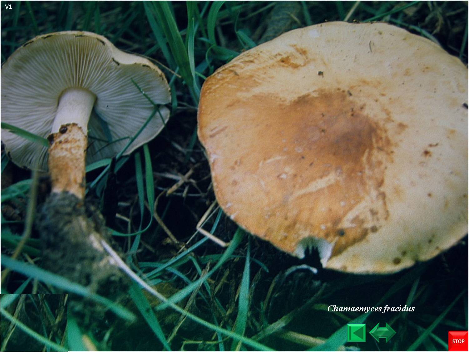 Chamaemyces fracidus