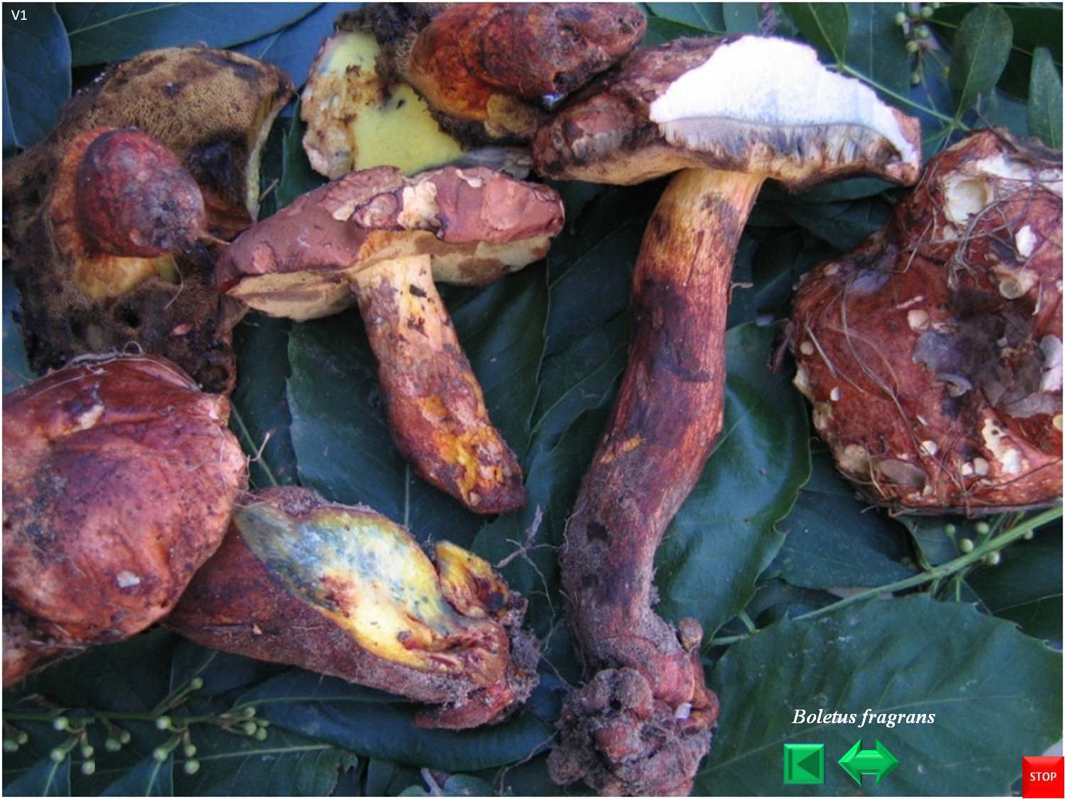 Boletus fragrans