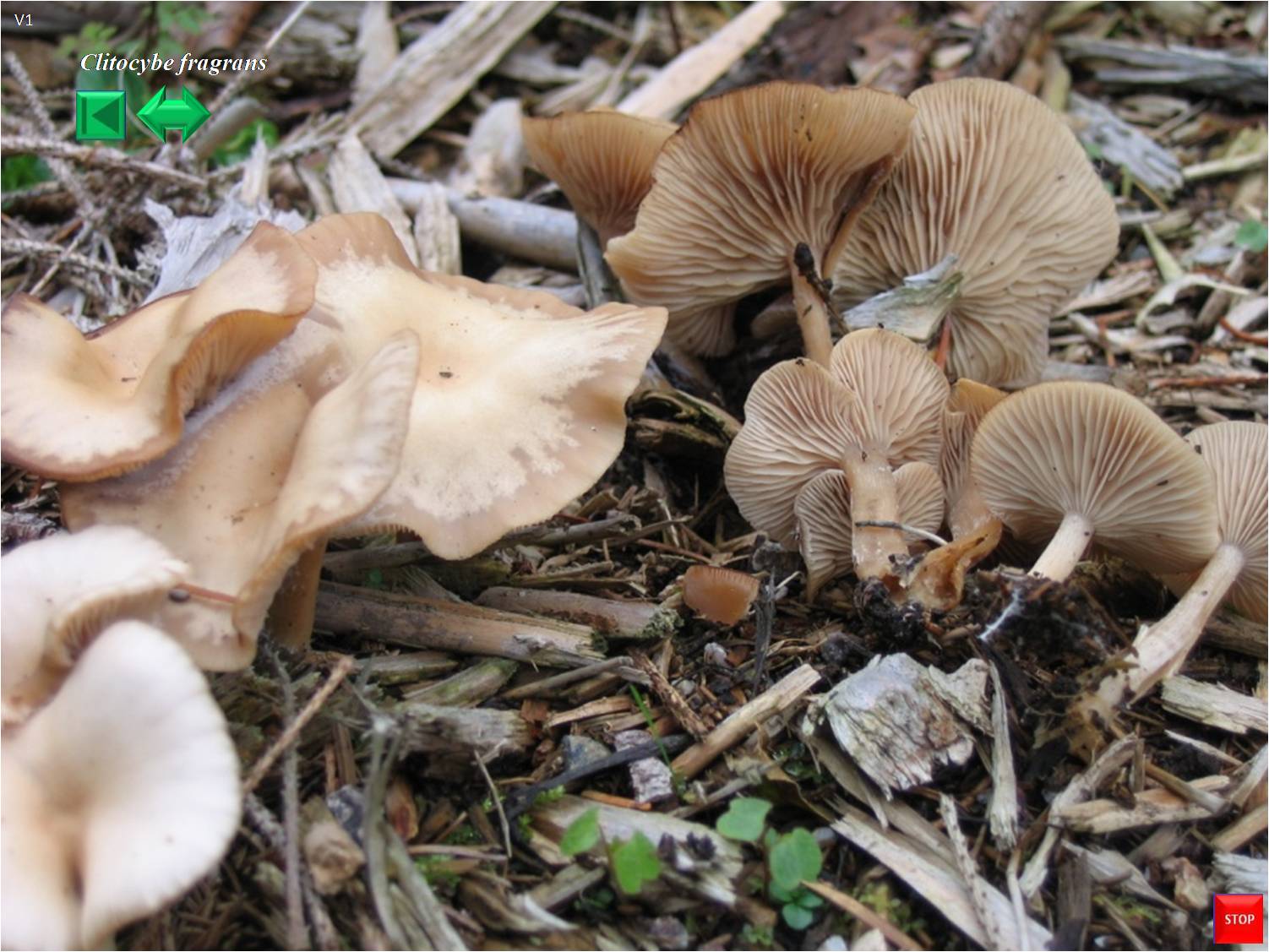 Clitocybe odora