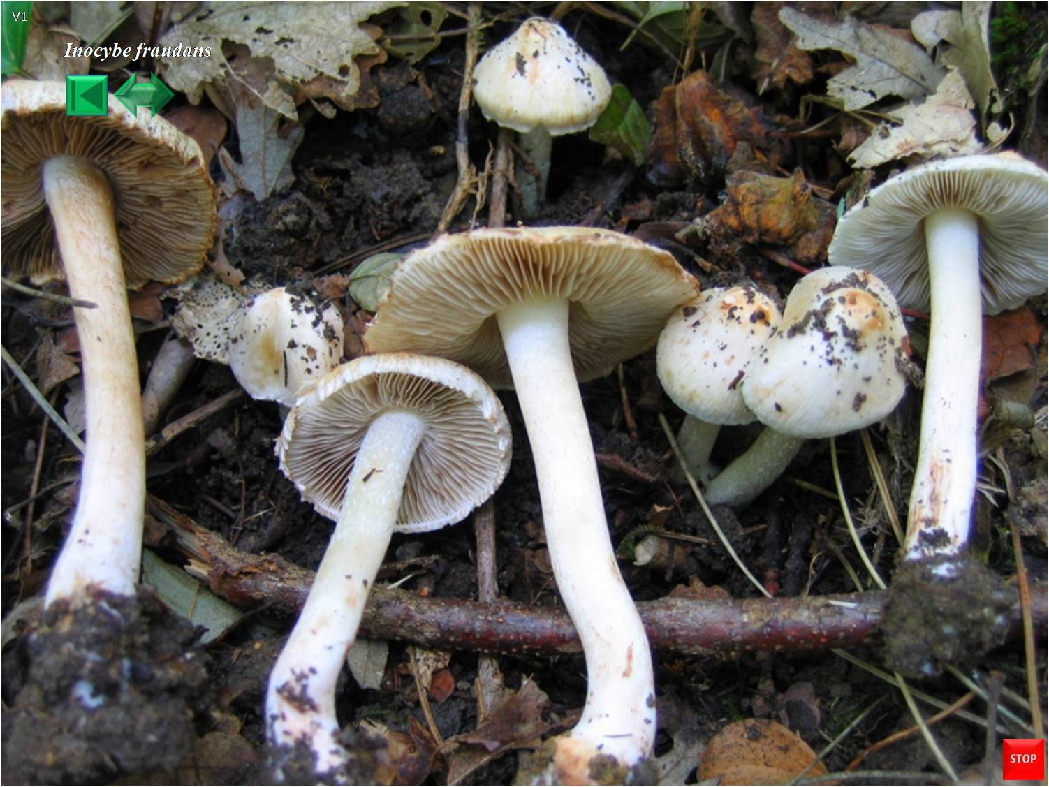 Inocybe fraudans