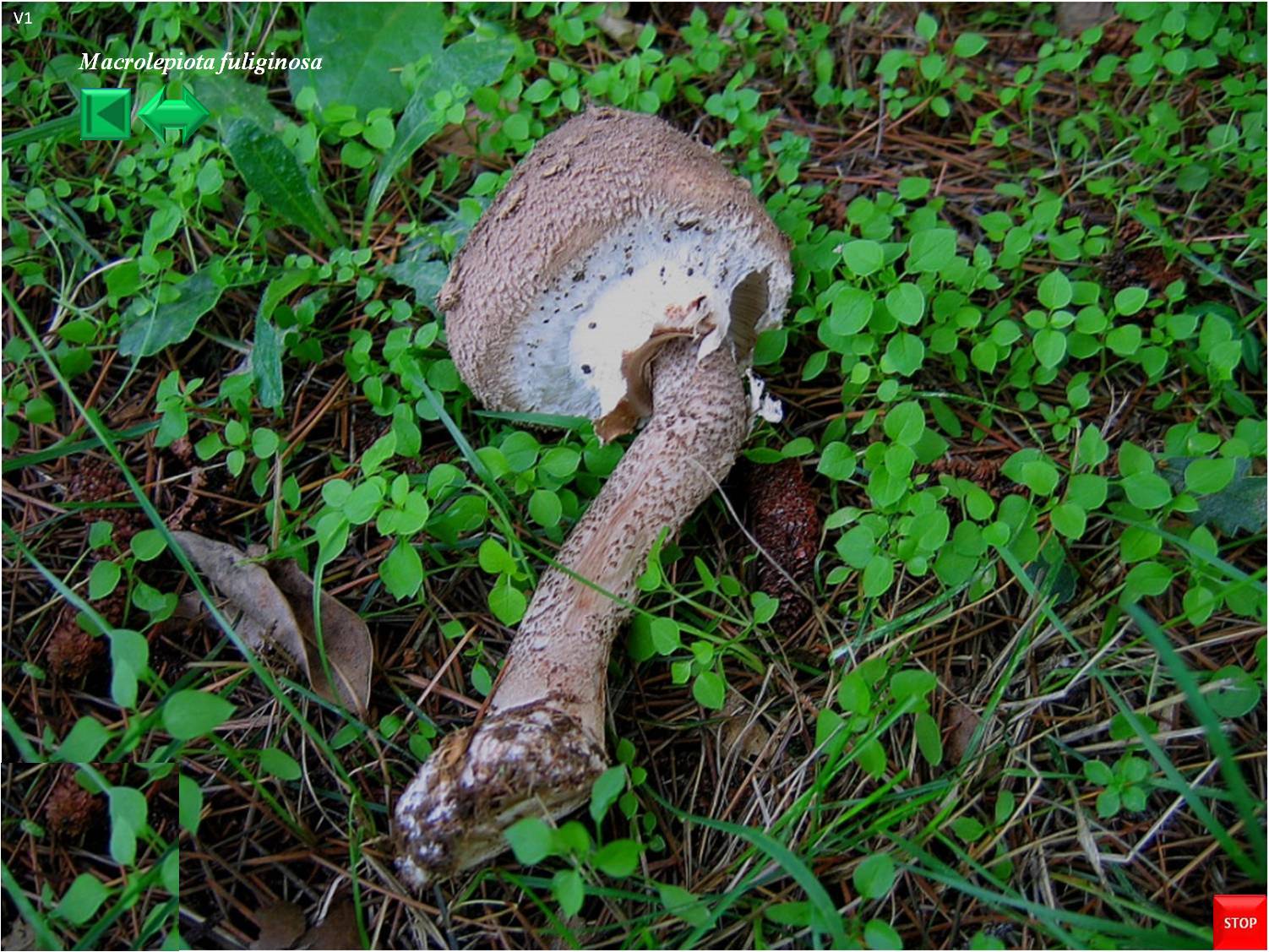Macrolepiota fuliginosa