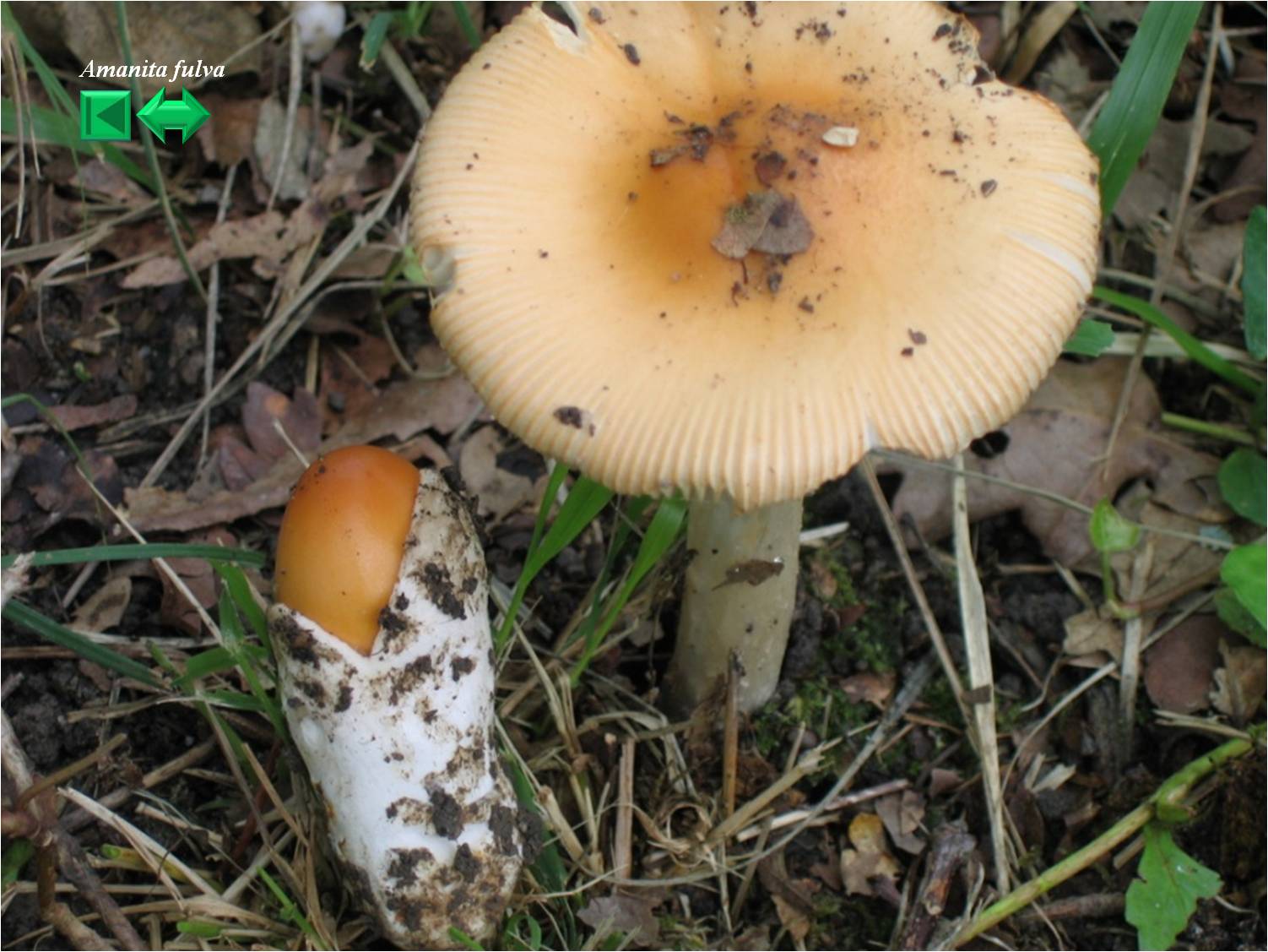 Amanita fulva