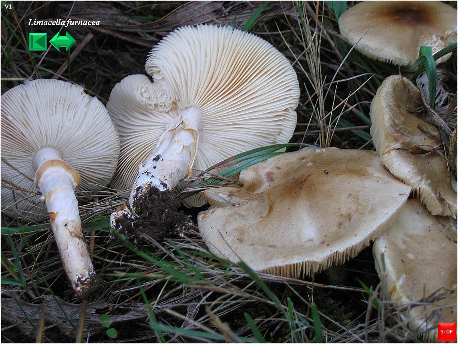 Limacella furnacea