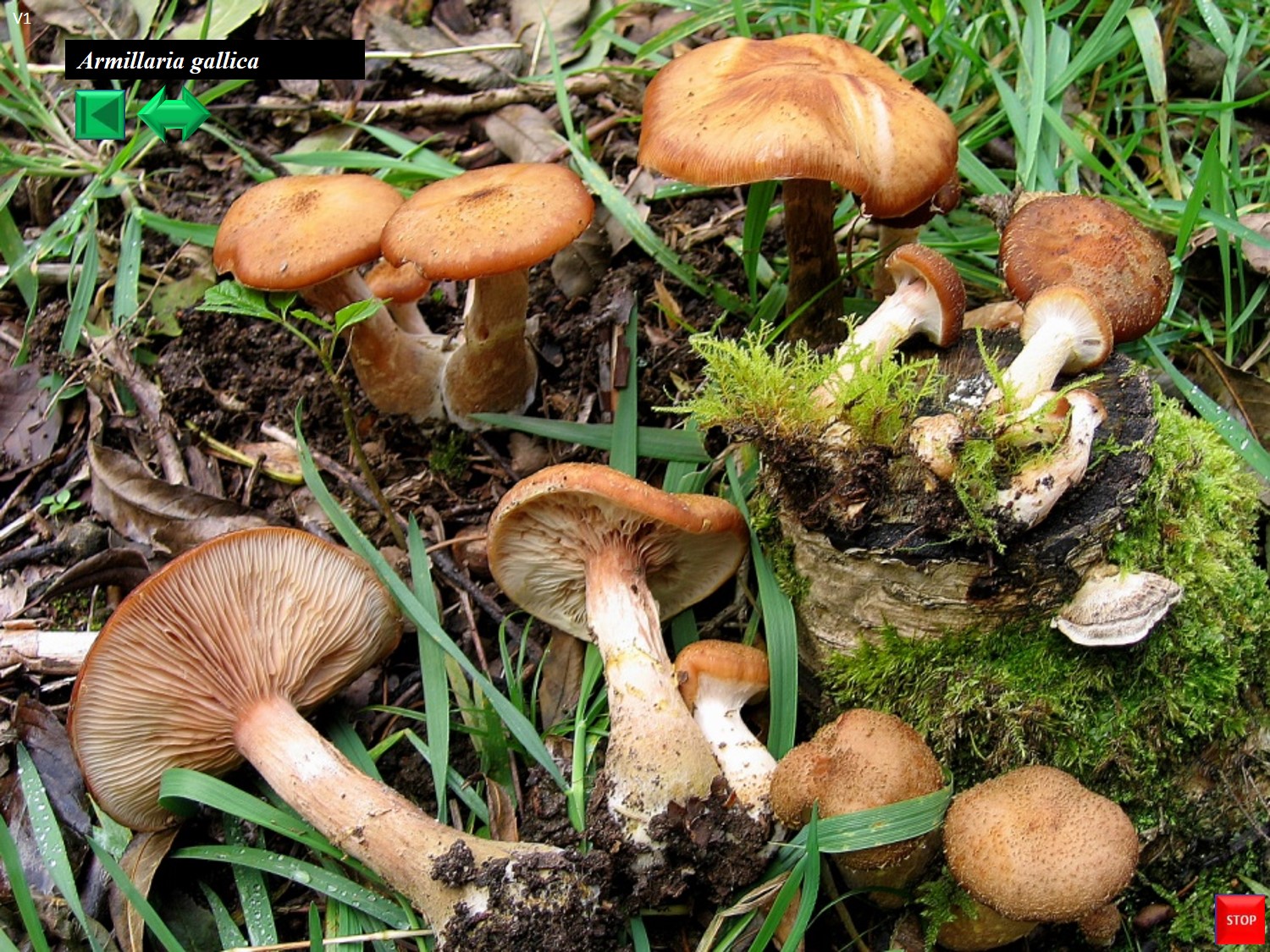 Armillaria cepistipes