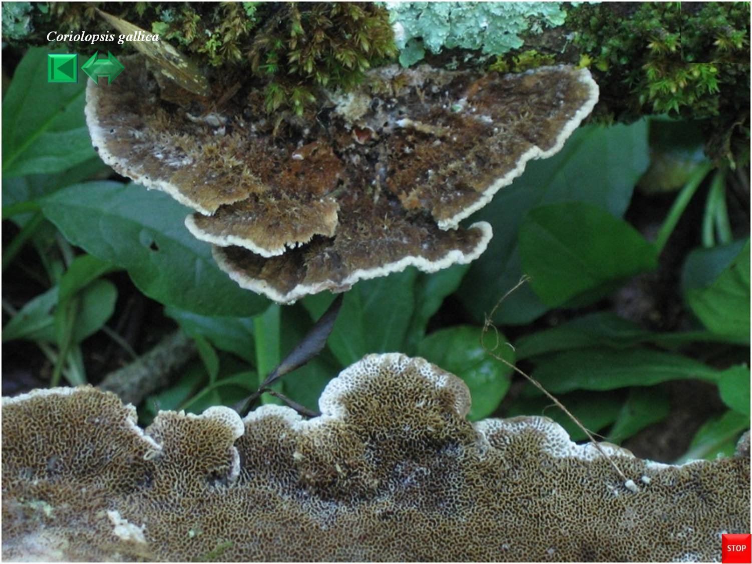Coriolopsis gallica