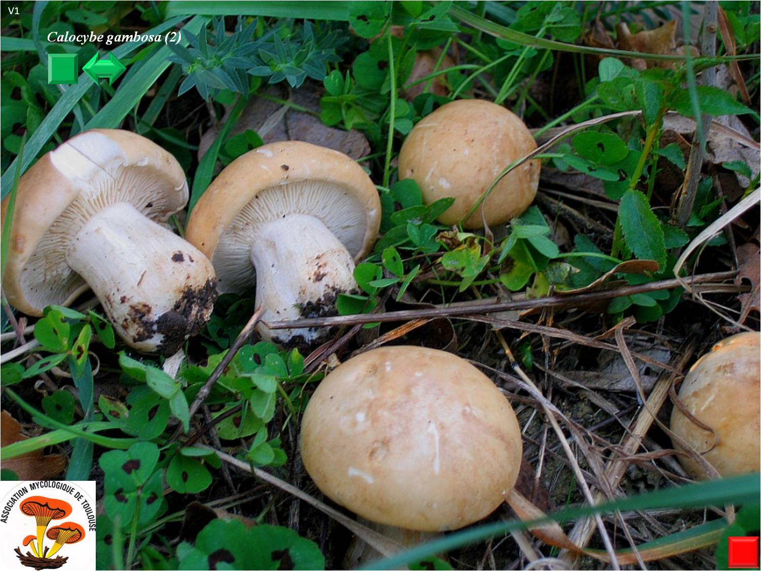 Tricholomella gambosa