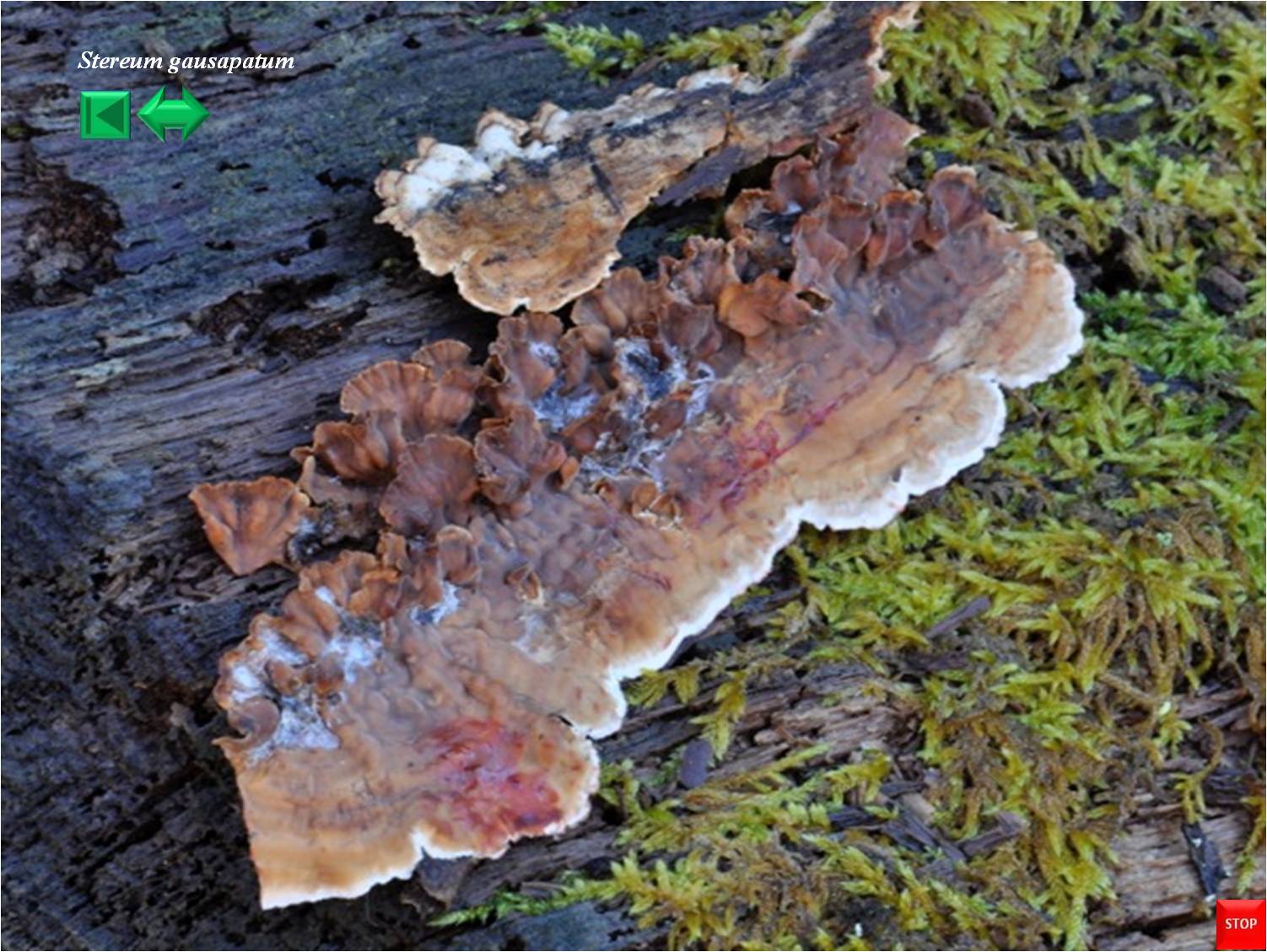 Tricholoma gausapatum