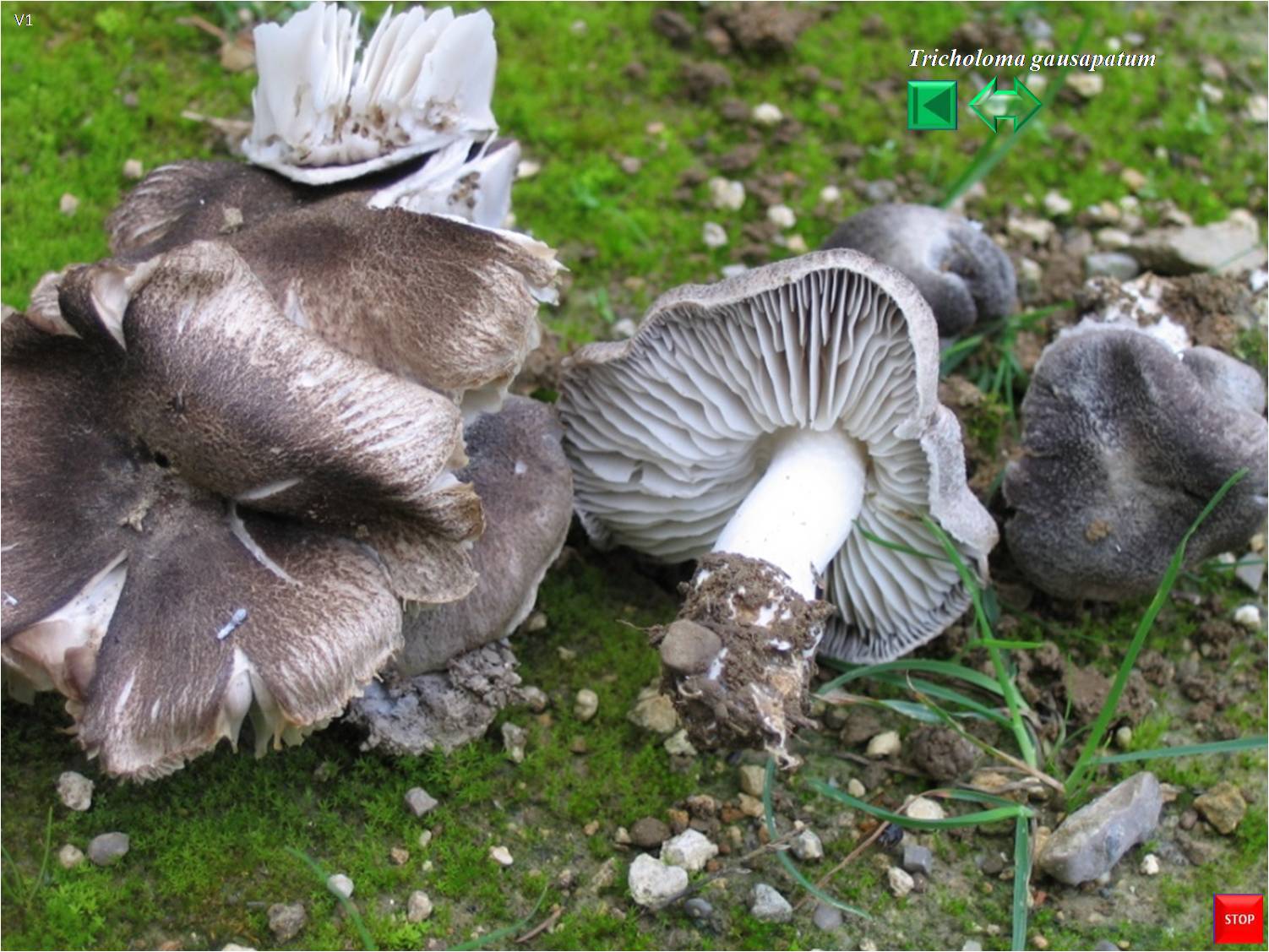 Tricholoma gausapatum