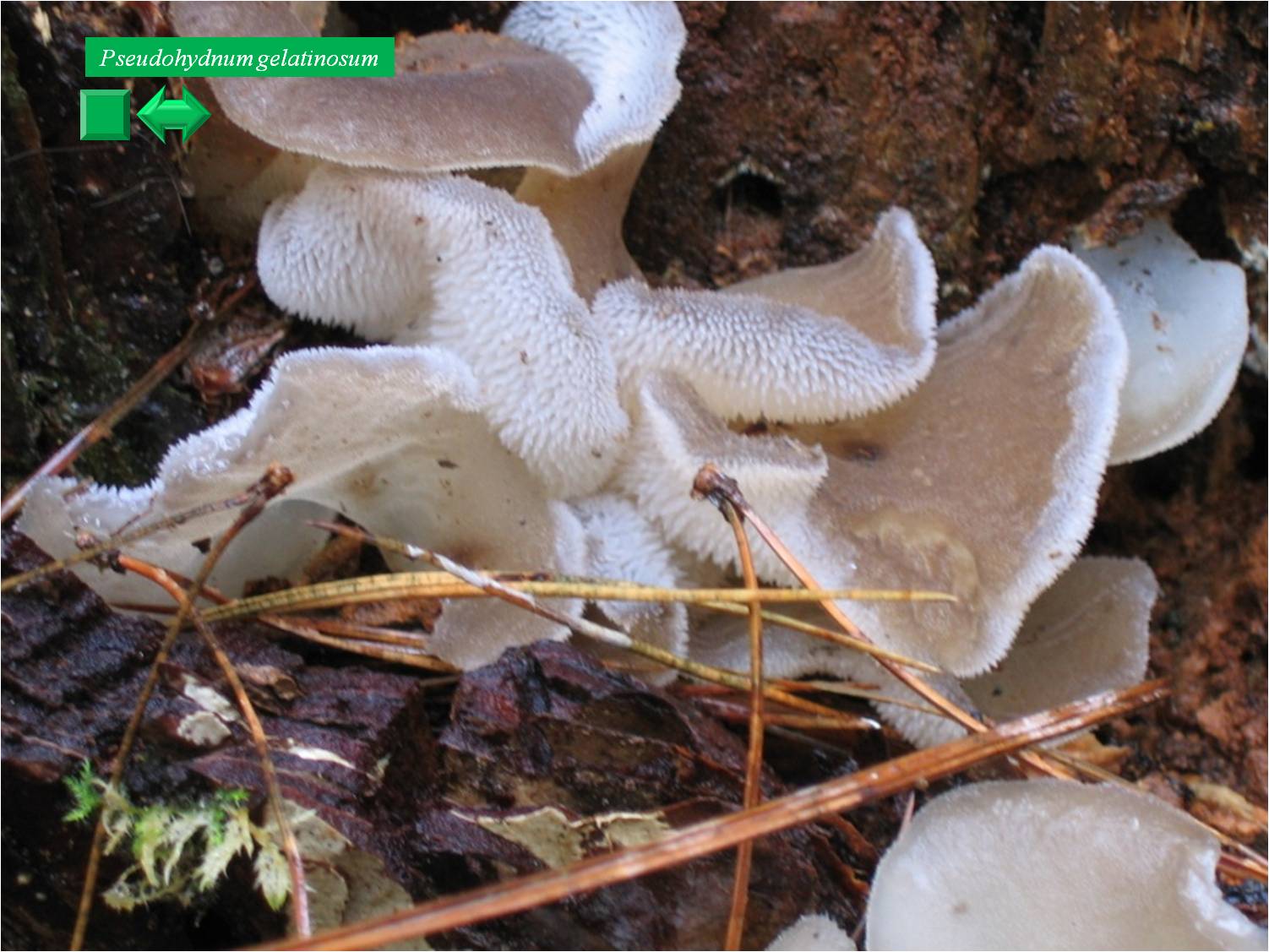 Pseudohydnum gelatinosum
