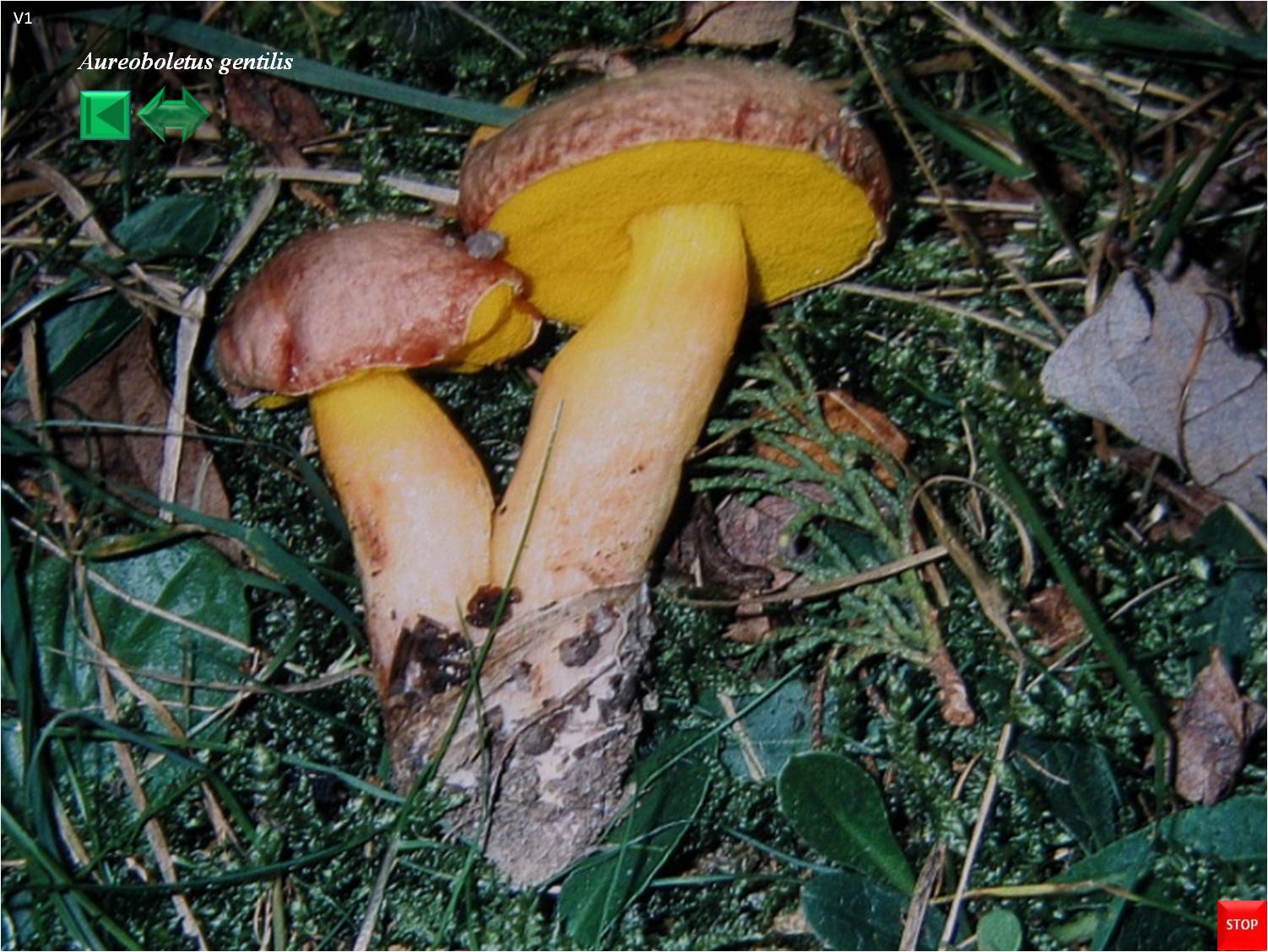 Aureoboletus gentilis