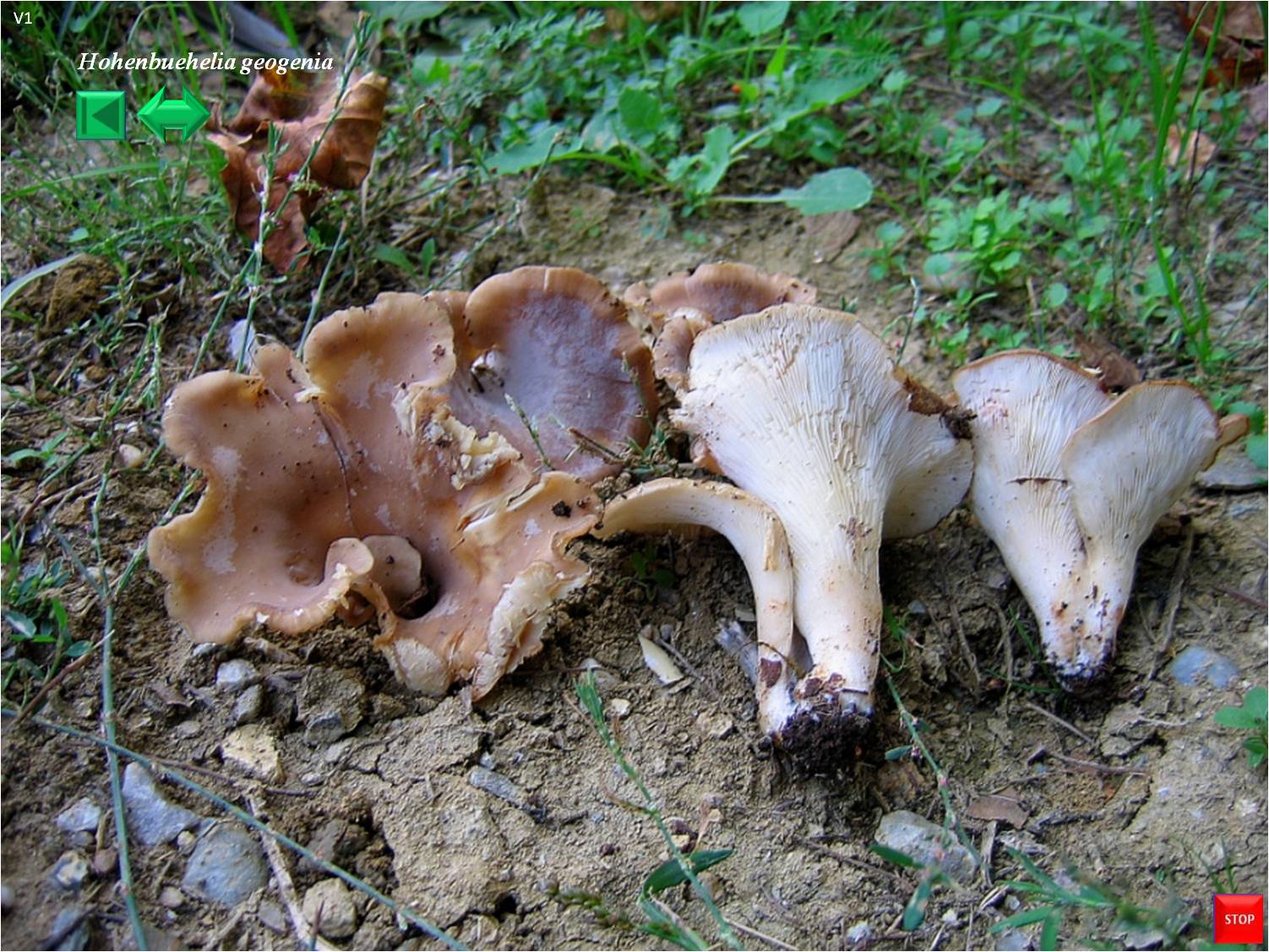 Hohenbuehelia geogenia