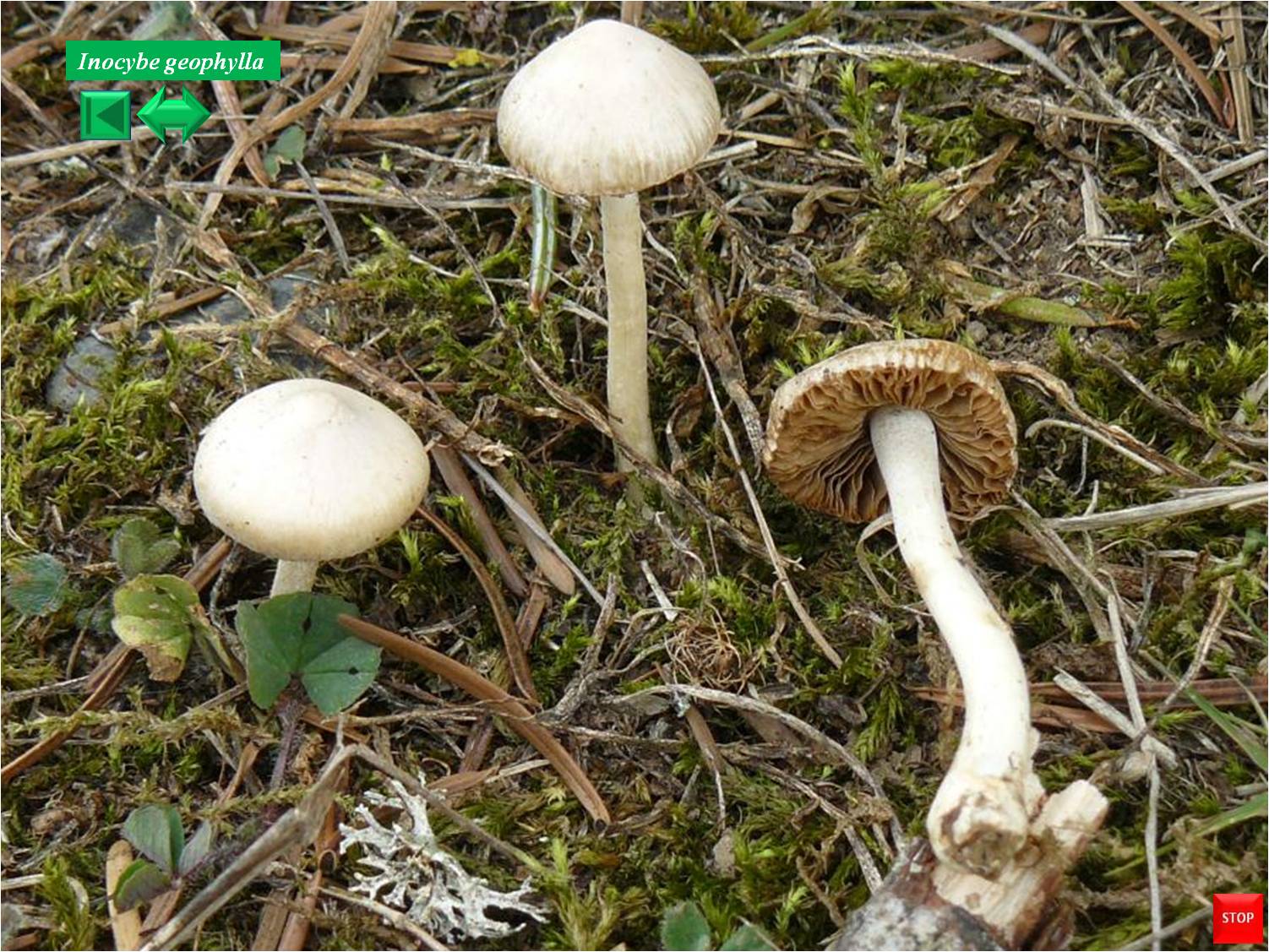 Inocybe geophylla