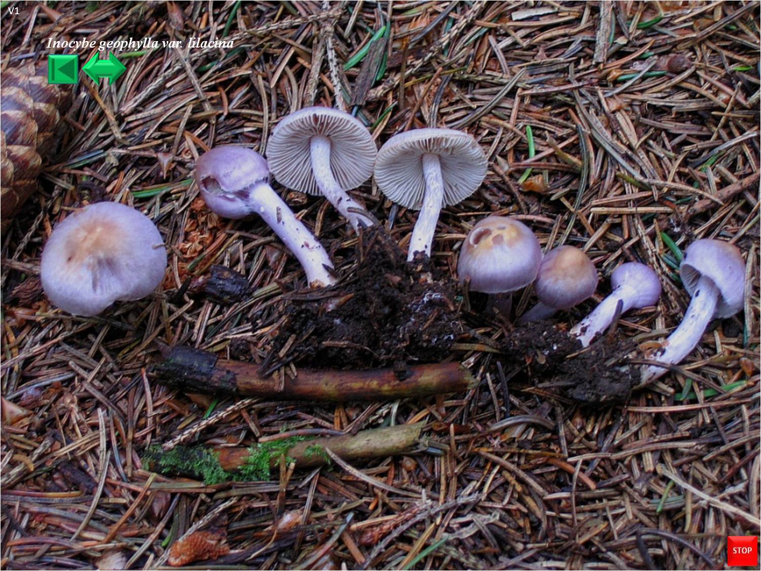 Inocybe geophylla