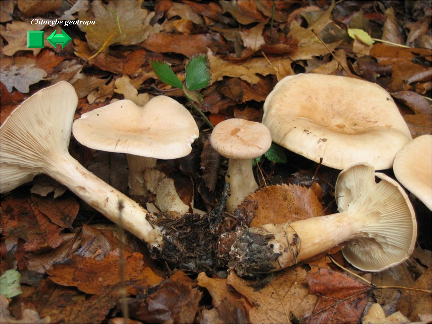 Clitocybe geotropa var. gigas