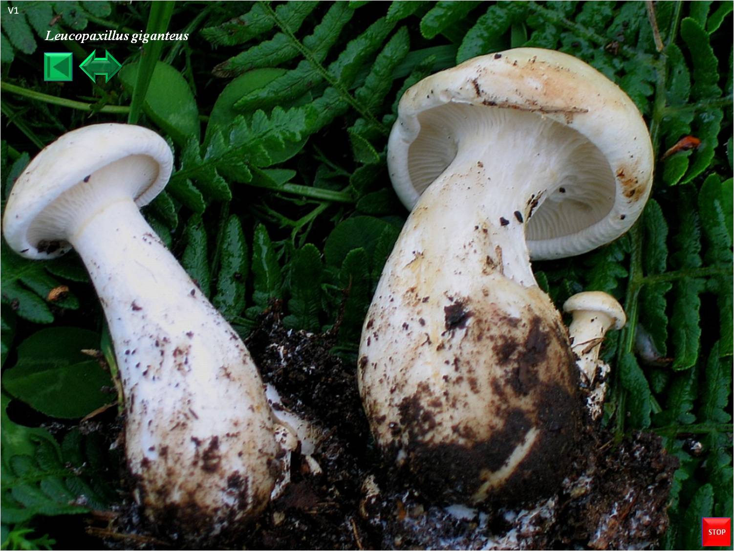 Leucopaxillus giganteus