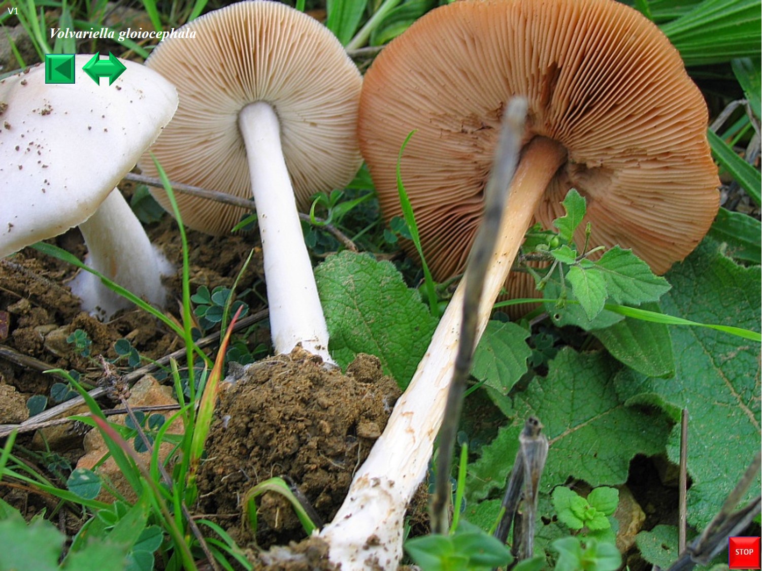 Volvariella gloiocephala