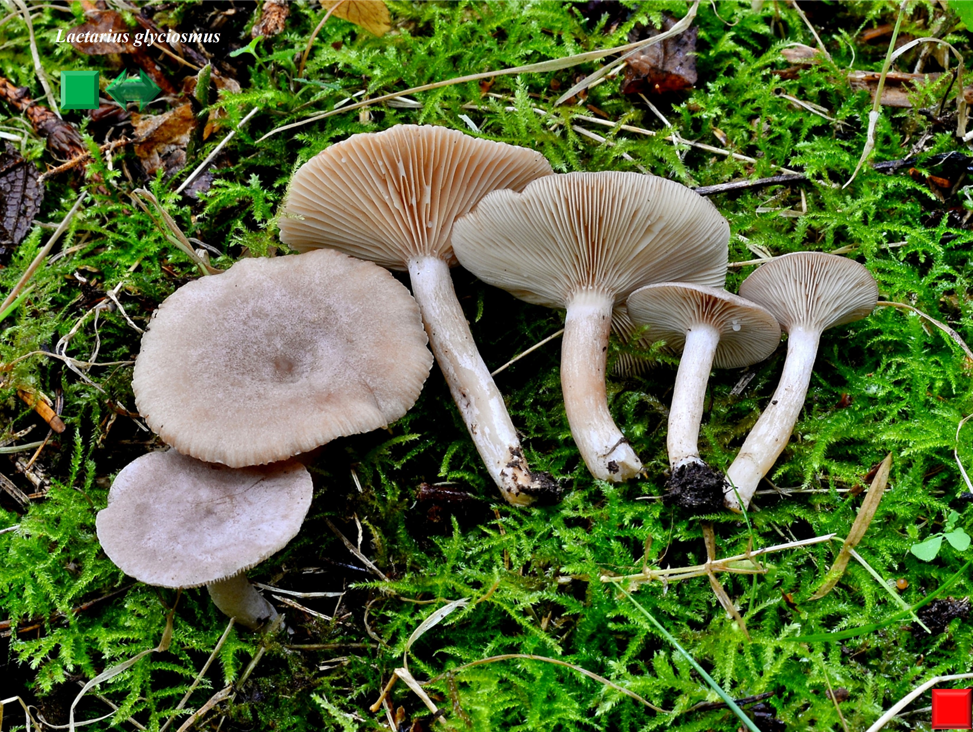 Lactarius glyciosmus
