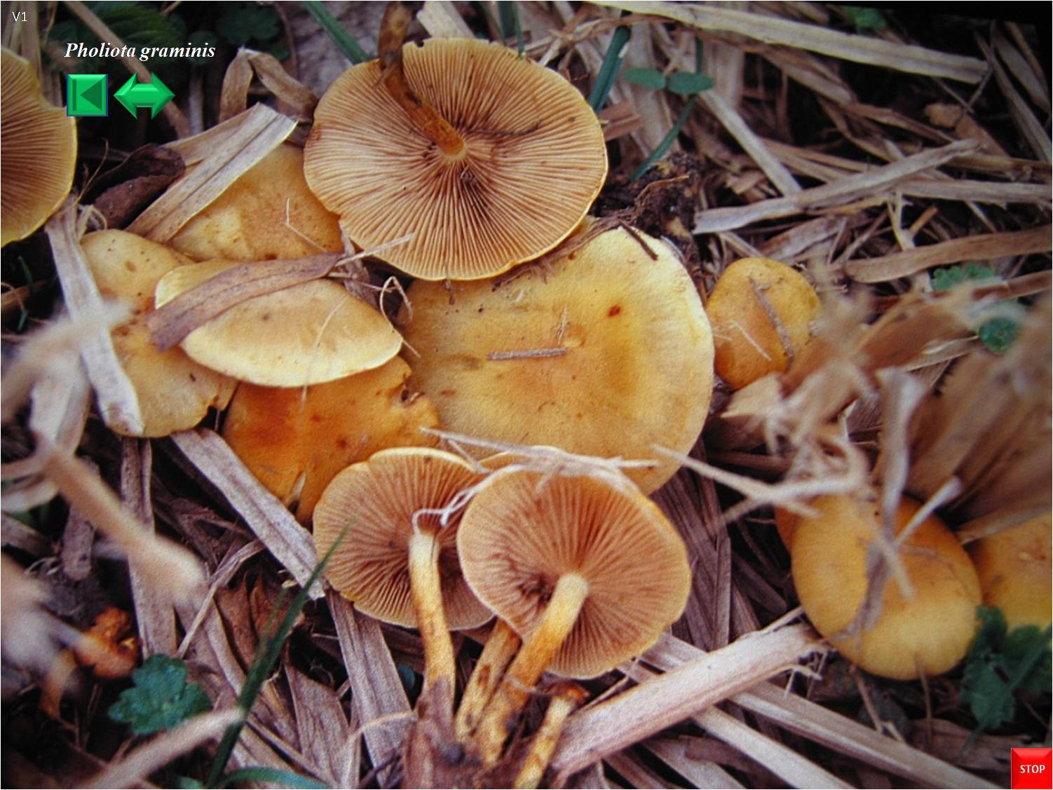 Pholiota graminis