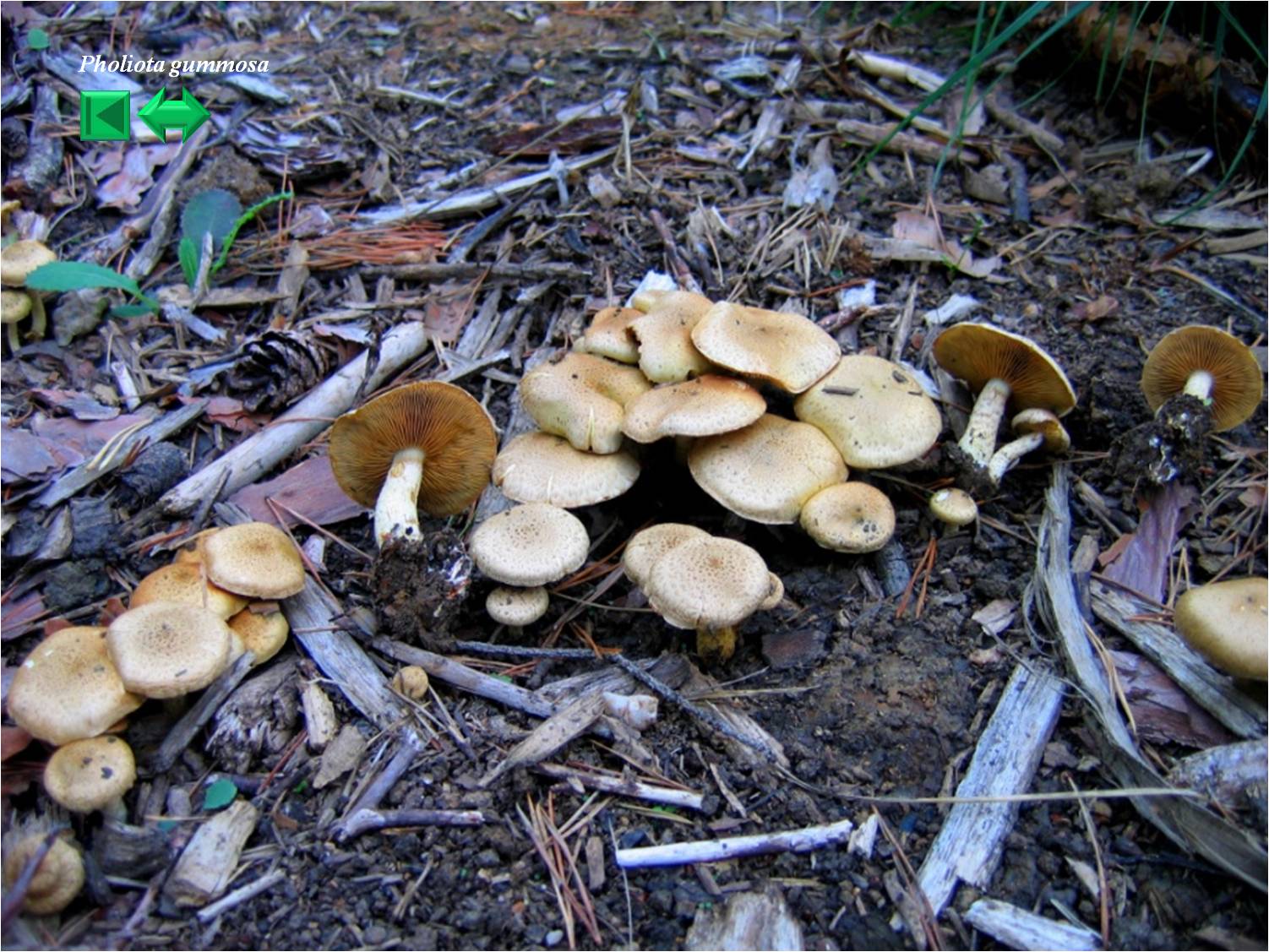 Pholiota gummosa