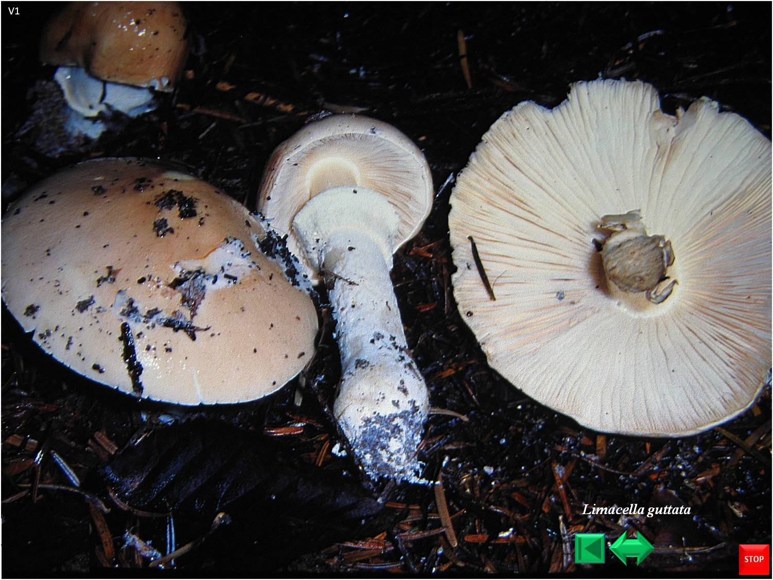 Limacella guttata