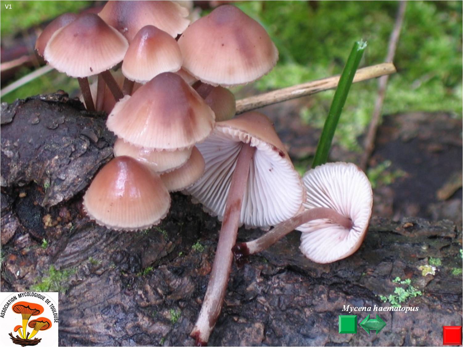 Mycena haematopus