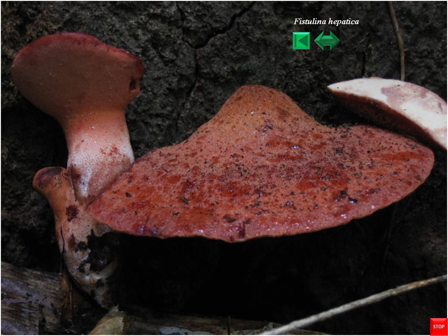 Fistulina hepatica